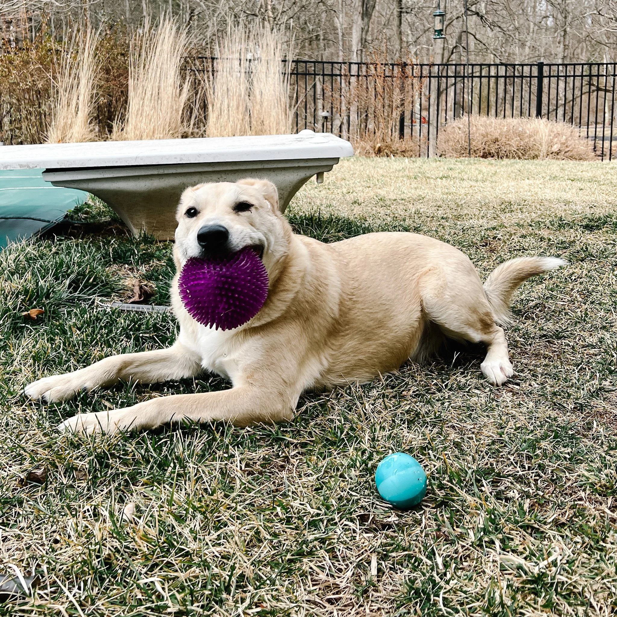 A tan dog lying on the grass outdoors, holding a purple textured ball in its mouth. There is a blue ball nearby, and in the background, a black metal fence, leafless trees, and tall dried grasses behind a light-colored garden statue or fountain.