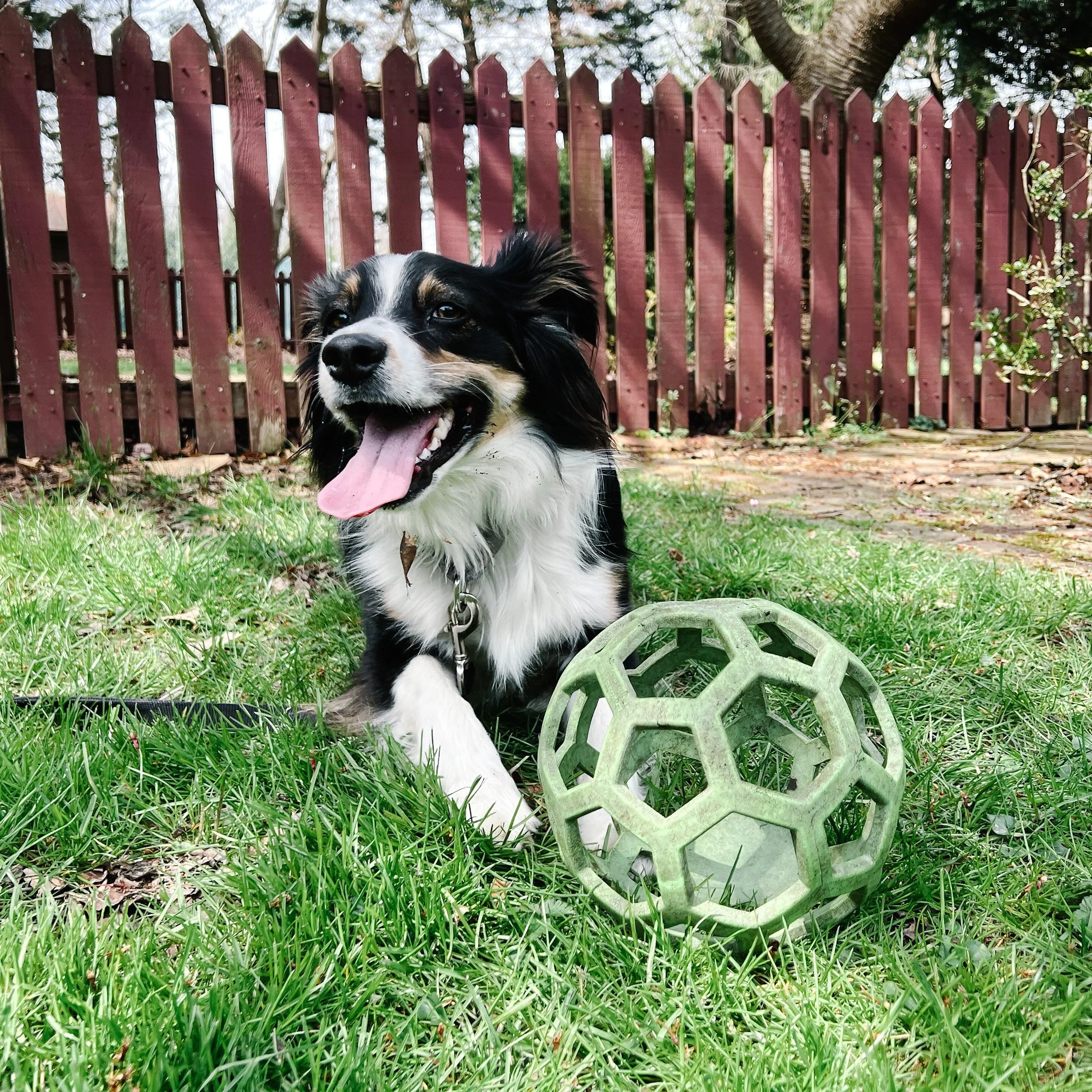A happy black and white dog with a pink tongue hanging out, lying on green grass next to a green spherical ball with hexagonal and pentagonal holes, in a backyard with a wooden fence and trees in the background.