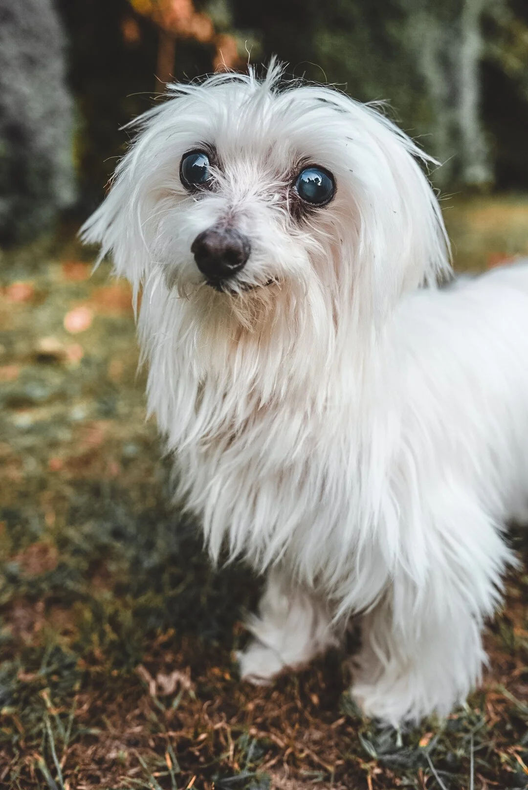 A small white dog with long fur and blue eyes standing outdoors on grass with a background of trees.