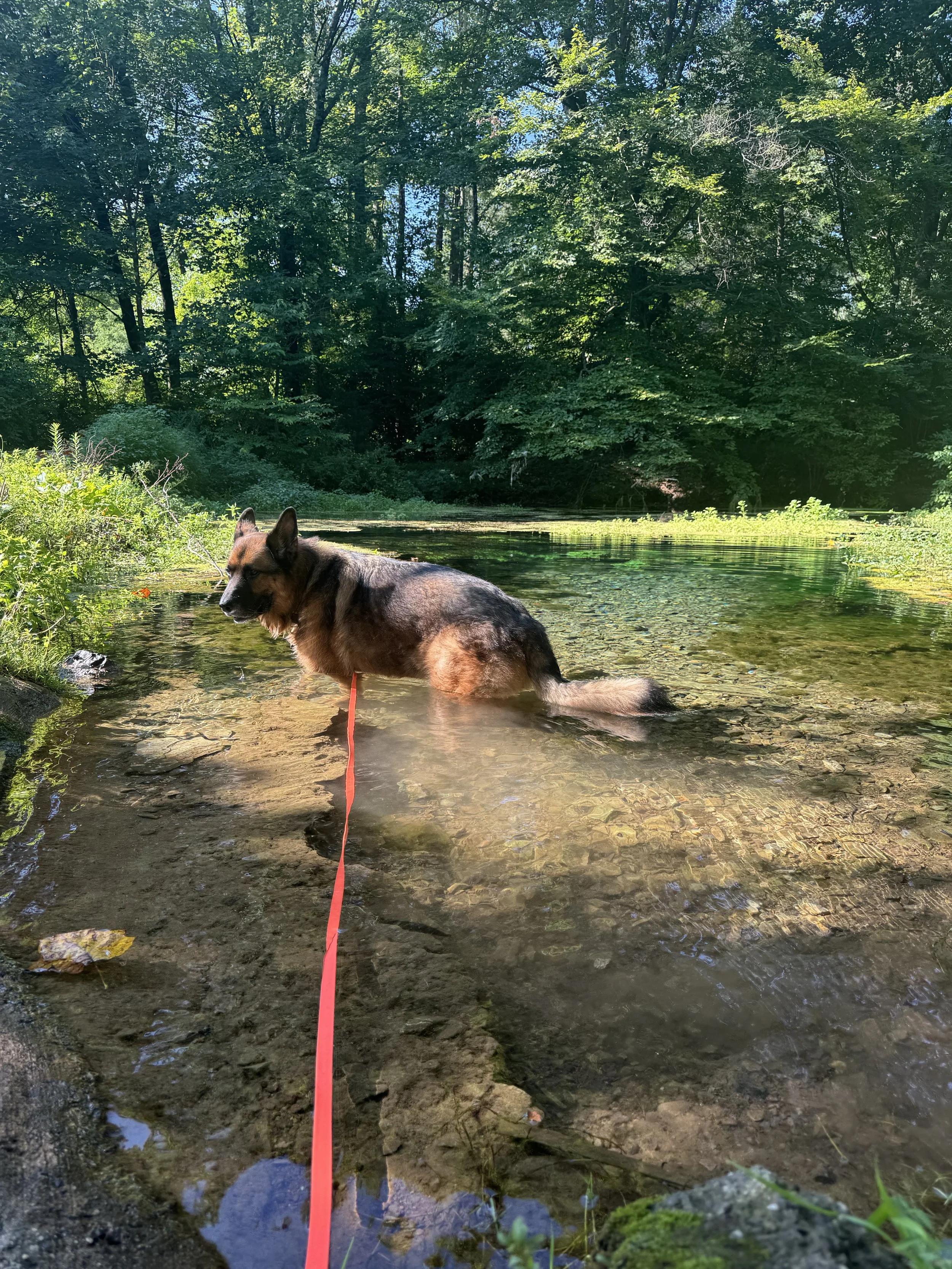 Adventure Hike water play with hi. good dog in Solebury Pa