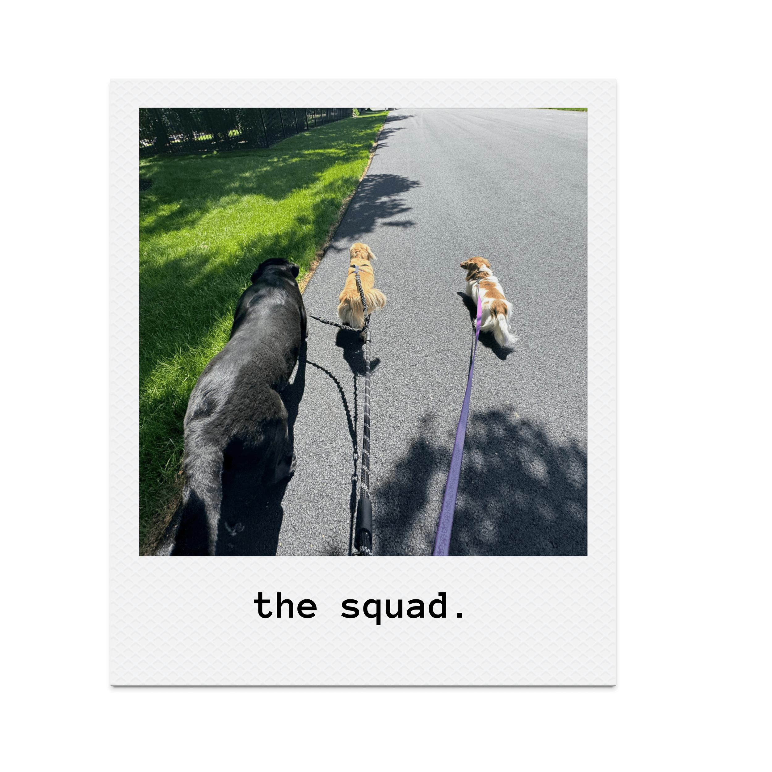 Dogs enjoying a walk with hi. good dog dog walking service in Warrington PA