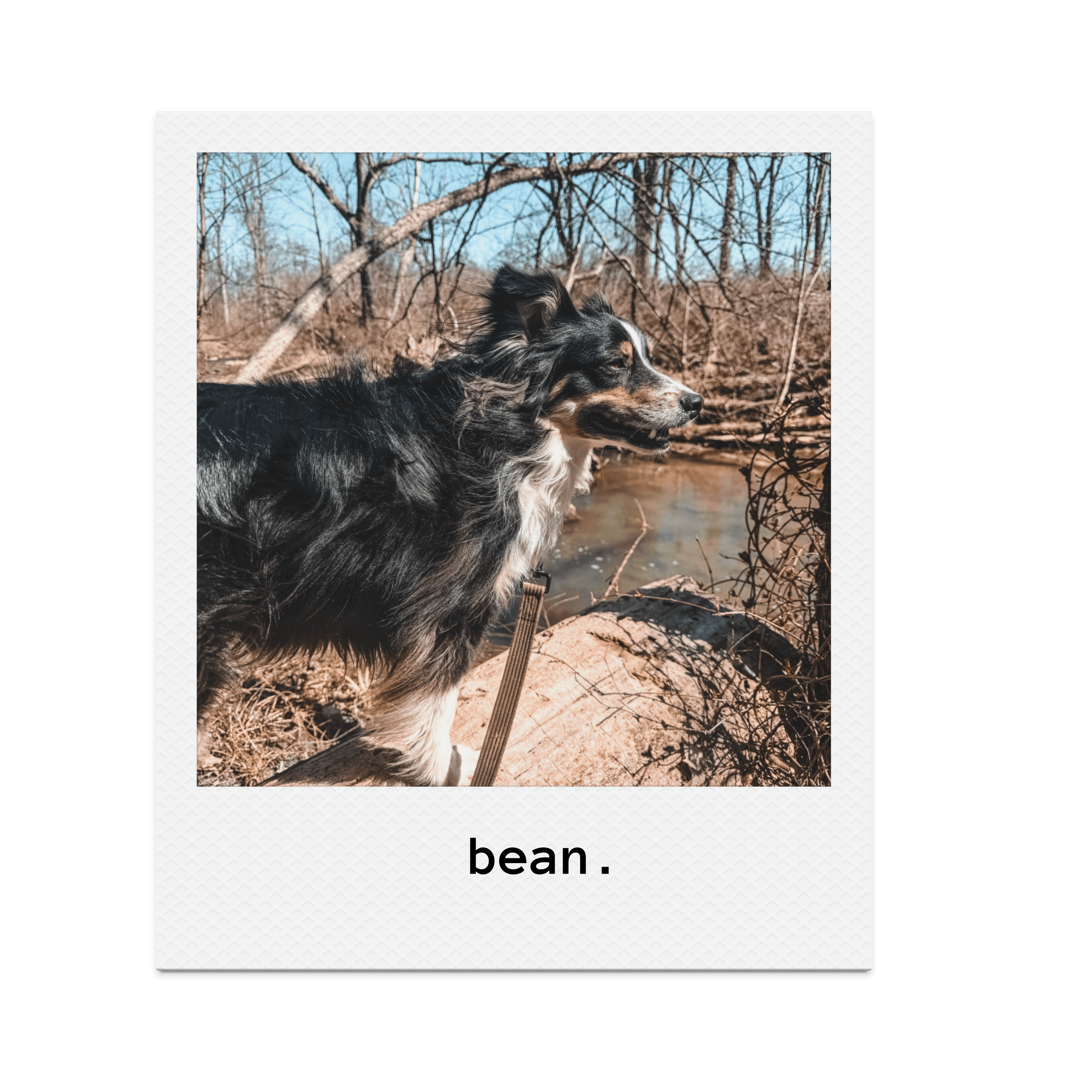 Fall Day hike with Coco adventures in New Hope PA