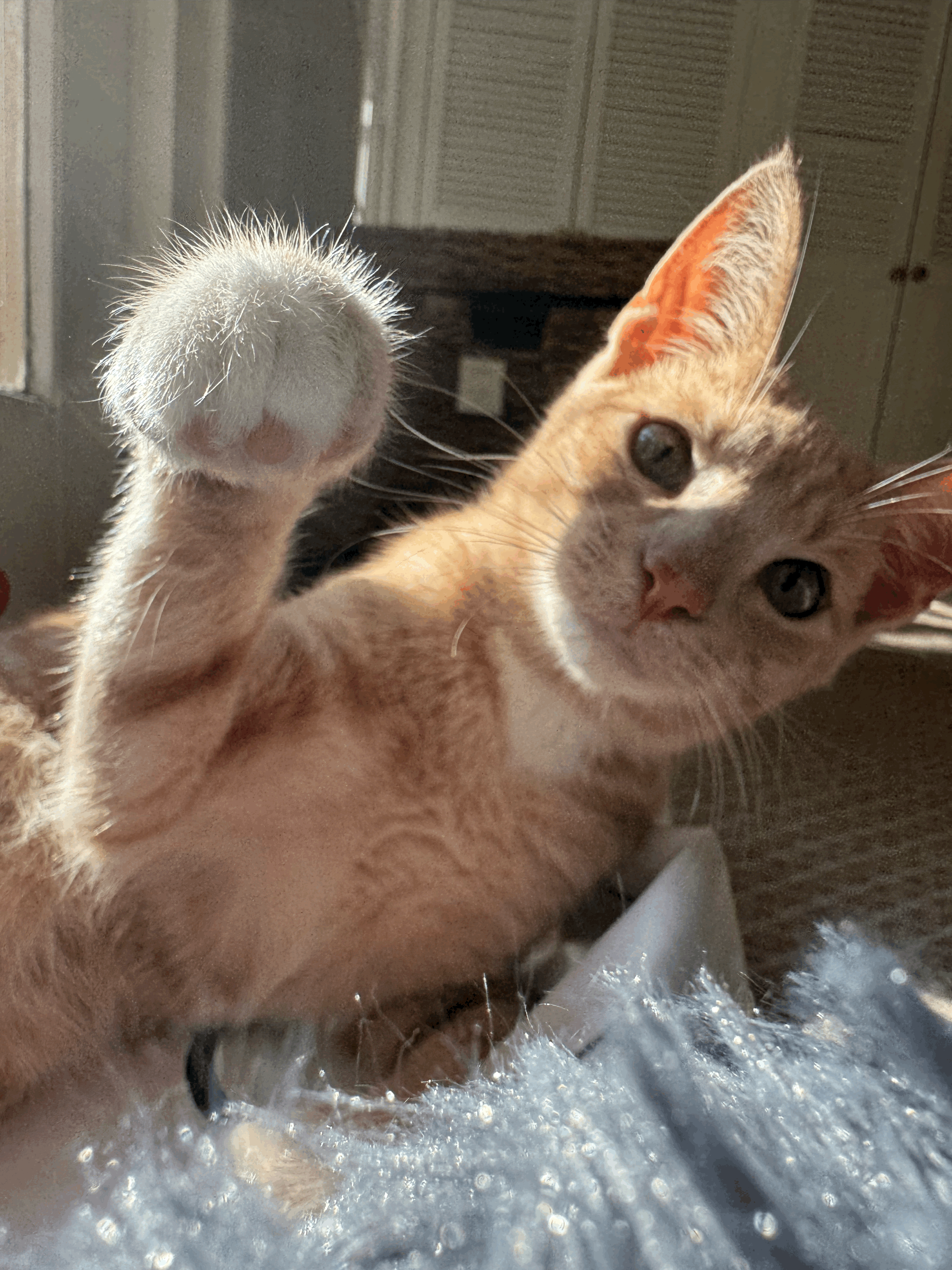 We Don’t Force Cuddles