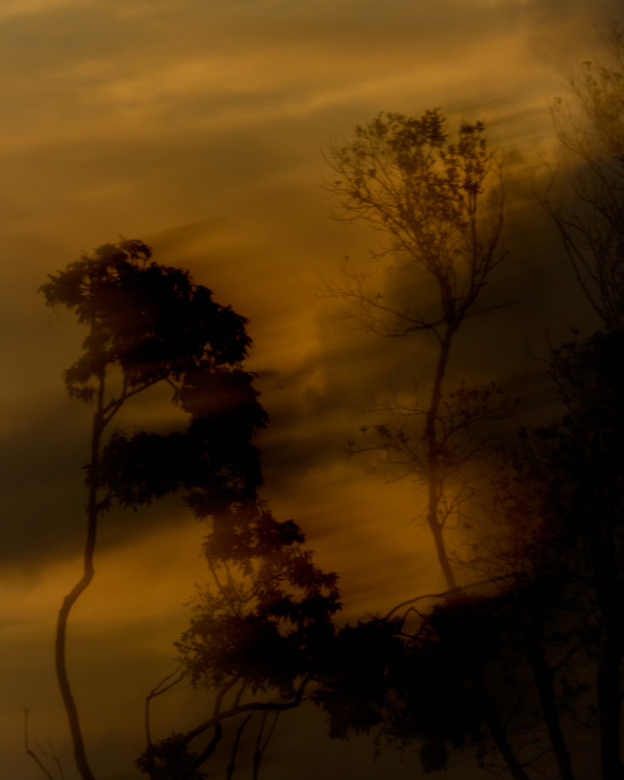 Silhouetted trees against an orange-tinted, cloudy sky during dusk or dawn.