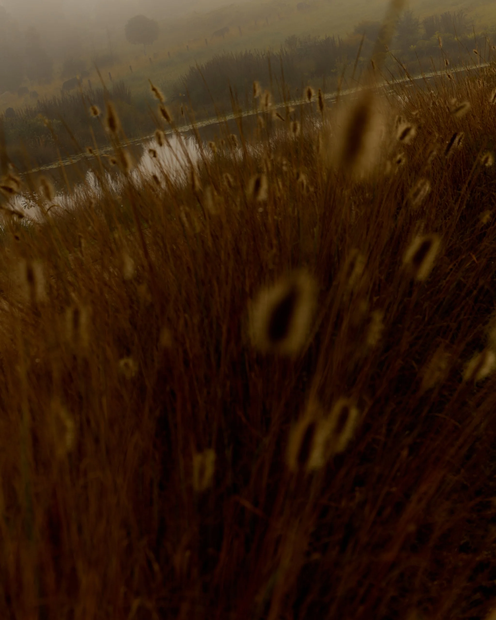 A misty field with tall golden grass in the foreground, a small pond, trees, and rolling hills in the background.