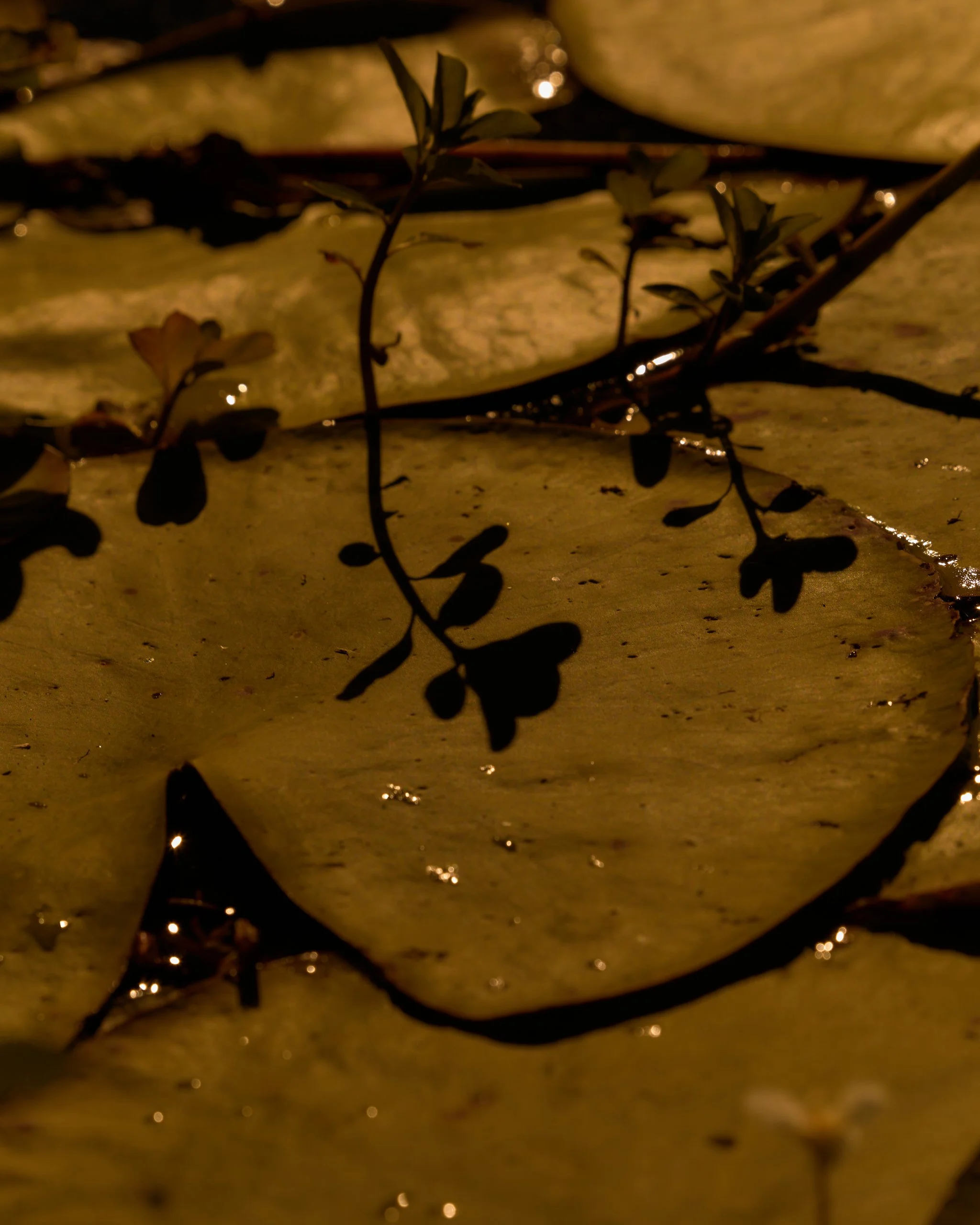 Close-up of small plants growing on a yellow, textured surface, illuminated with warm lighting, with water droplets reflecting light.