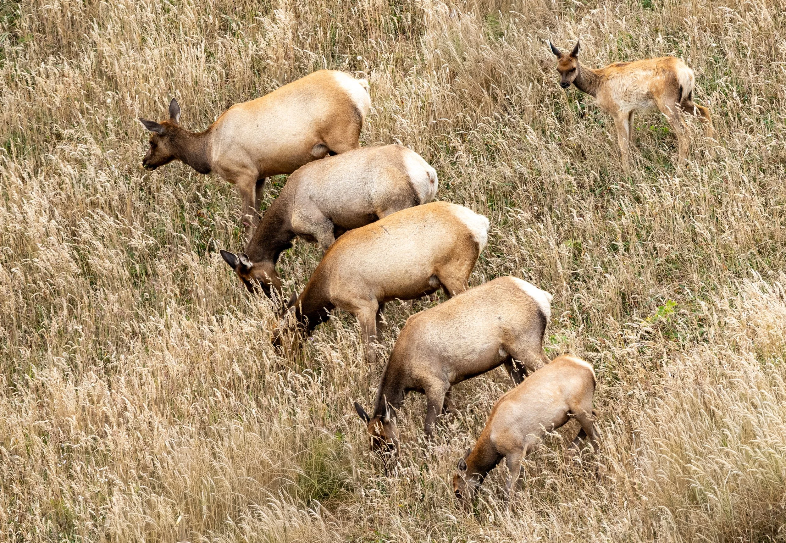 The Social Herd
A glimpse of a herd on the move. Elk are highly gregarious animals, often found in large groups that provide safety in numbers against predators like wolves and bears. While the bulls are famous for their bugles, it is the cows that l