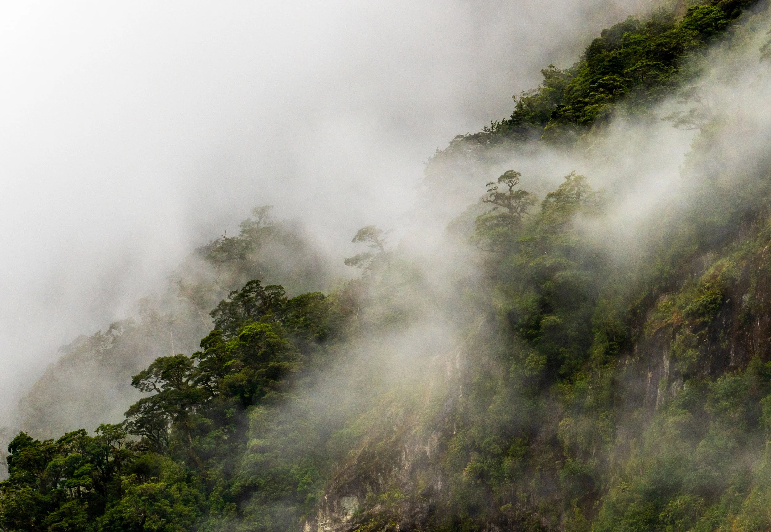 Rainforest Mist
Primeval forests clinging to the steep New Zealand slopes under a heavy veil of fog.