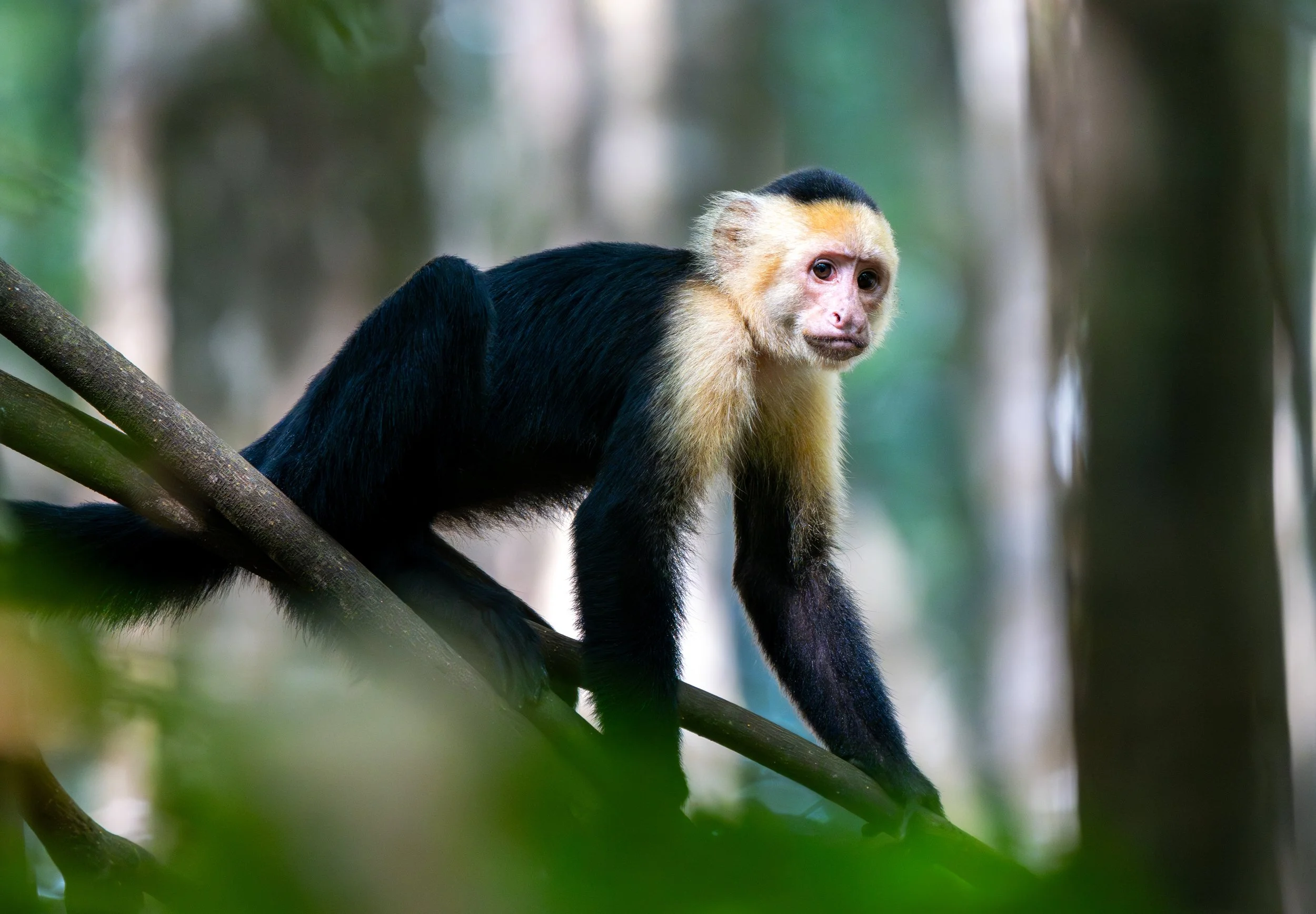 Capuchin Monkey of Costa Rica