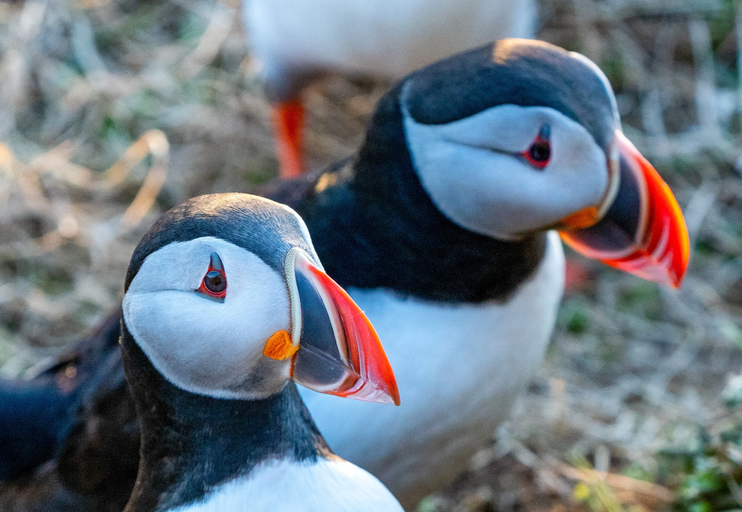 Side by Side
A beautiful dual portrait of two Atlantic Puffins. These birds often form long-term bonds, and seeing them together on the cliffs highlights their social nature. Notice the subtle differences in their beak patterns; like a human fingerpr