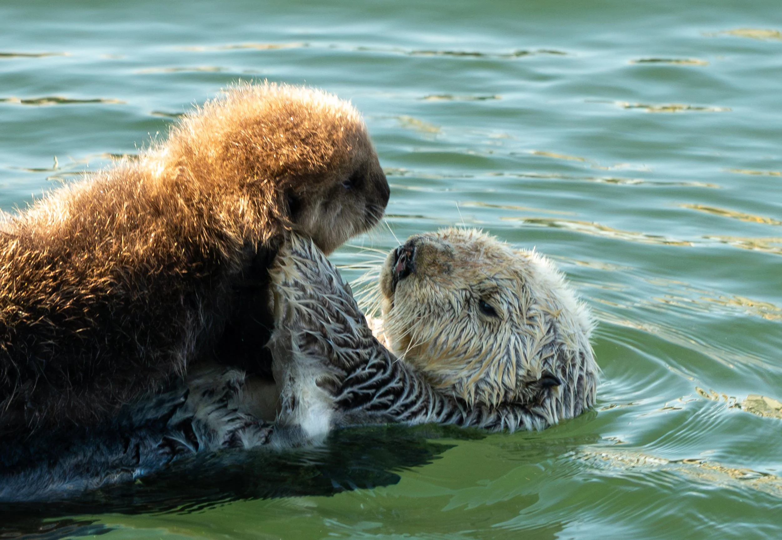 The bay at Morro Rock is a destination for nursing Sea Otter pups. The next few photos are all of newborn pups and their mothers. 