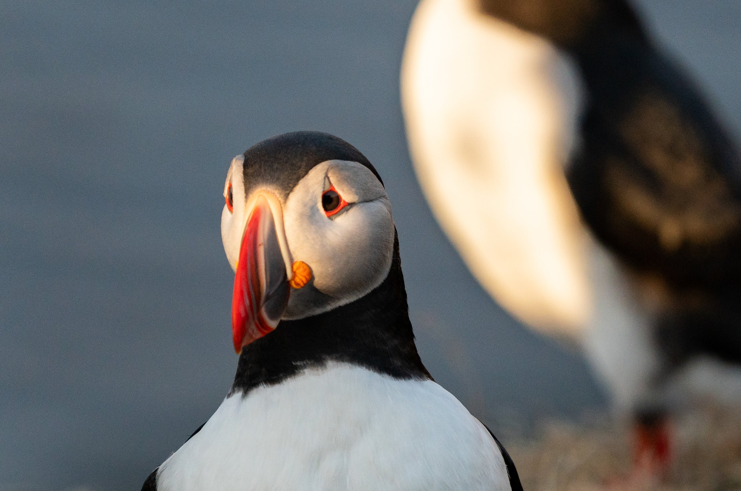 The Close Up
An intimate portrait highlighting the puffin’s most striking feature: its soulful, "eyelined" eyes. This shot captures the incredible detail of their waterproof plumage, which is so dense it keeps their skin perfectly dry even during dee