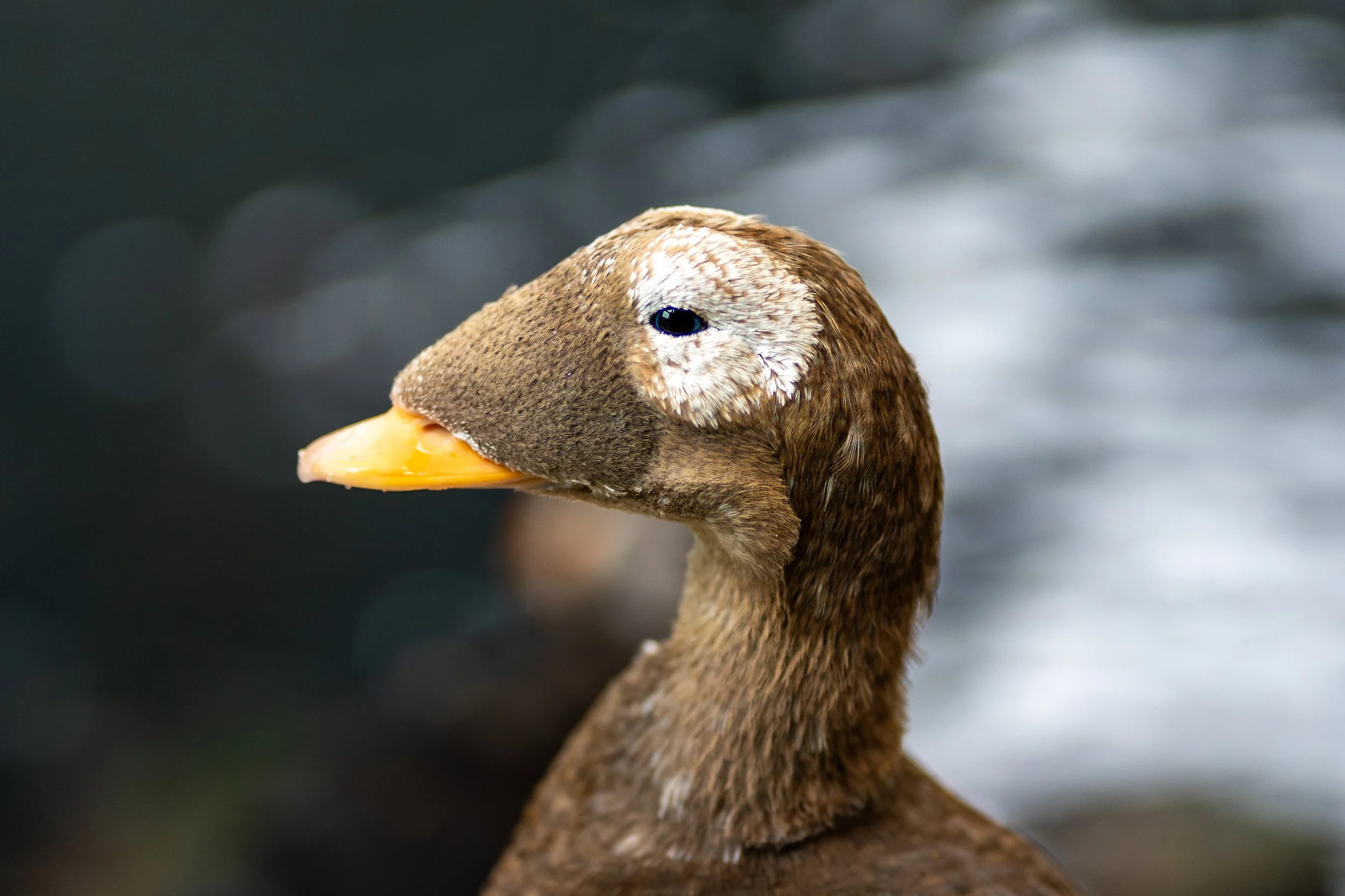 Spectacled Eider 
A true specialist of the Arctic, the Spectacled Eider is named for the distinctive, circular patches of feathers around its eyes that resemble a pair of goggles. This portrait captures a rare look at one of the most unique waterfowl
