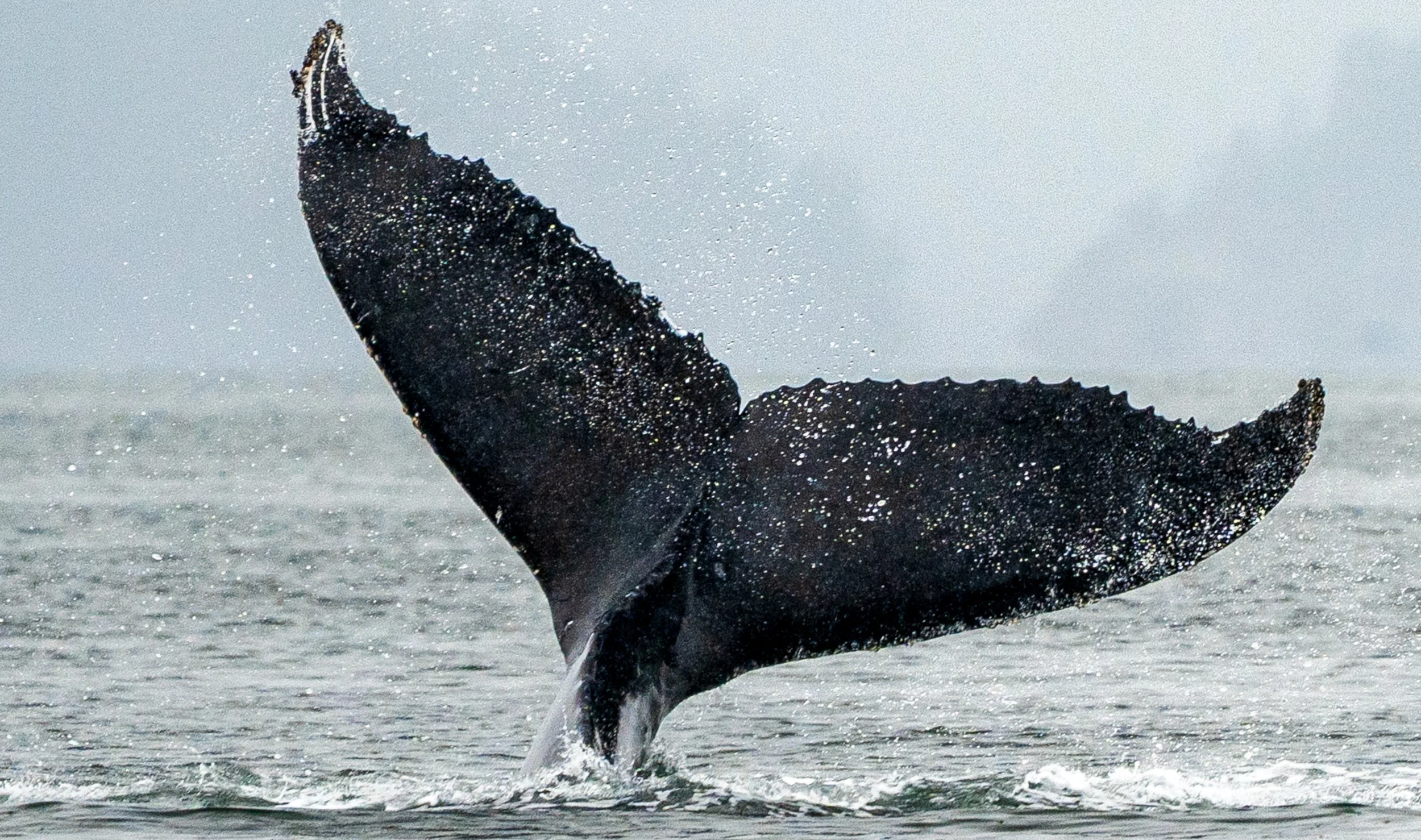Ocean Giant
Known for their complex "songs" and acrobatic breaches, Humpback Whales are the ultimate ambassadors of the ocean. Despite their massive size—growing up to 52 feet long—they are incredibly graceful. This shot captures the raw power of a s