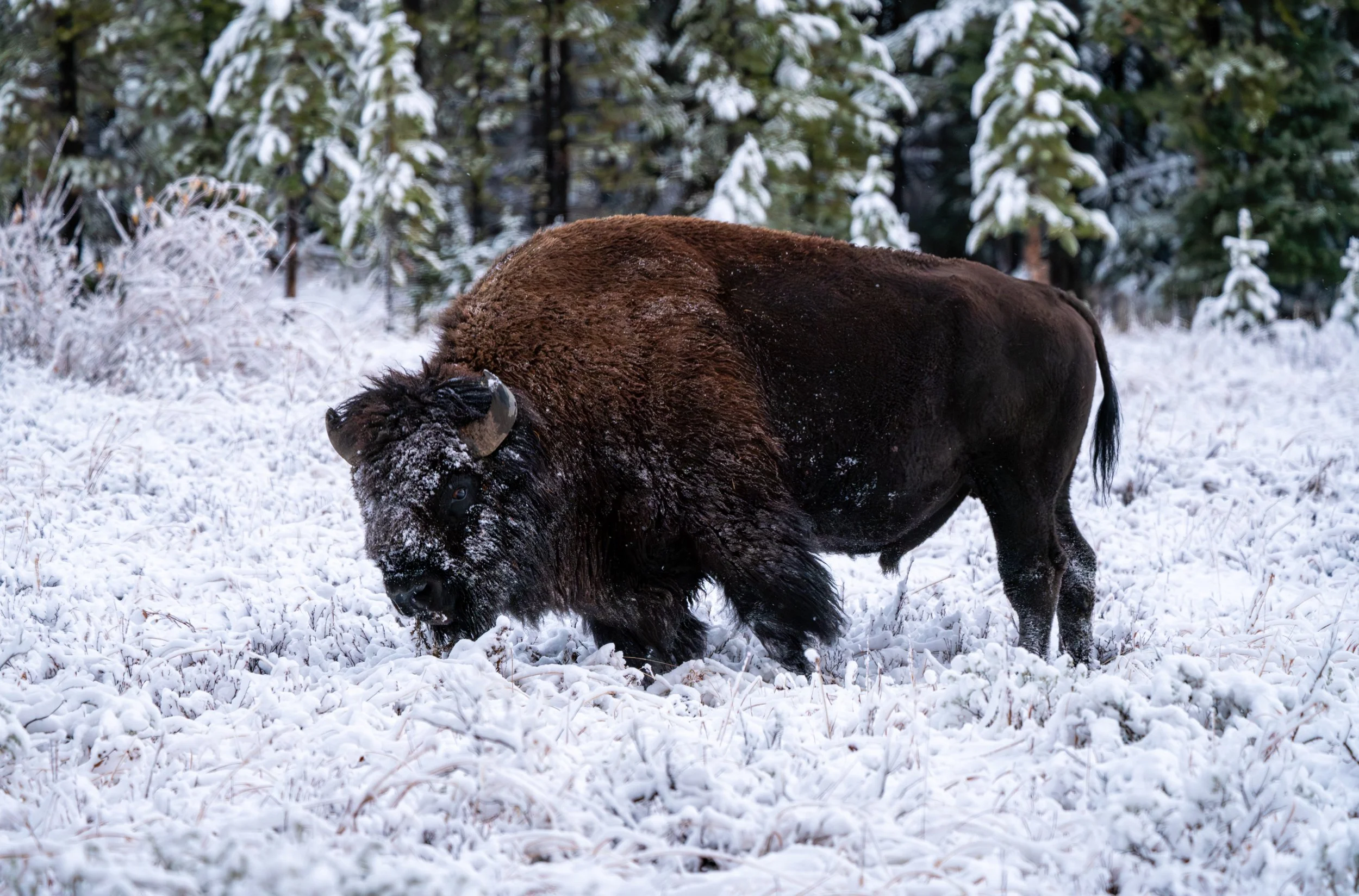 Bison in the Snow
Bison are evolutionary masterpieces of winter survival. Their massive shoulder humps are actually anchors for powerful neck muscles, allowing them to use their heads like a giant swinging plow to clear snow up to four feet deep. Thi