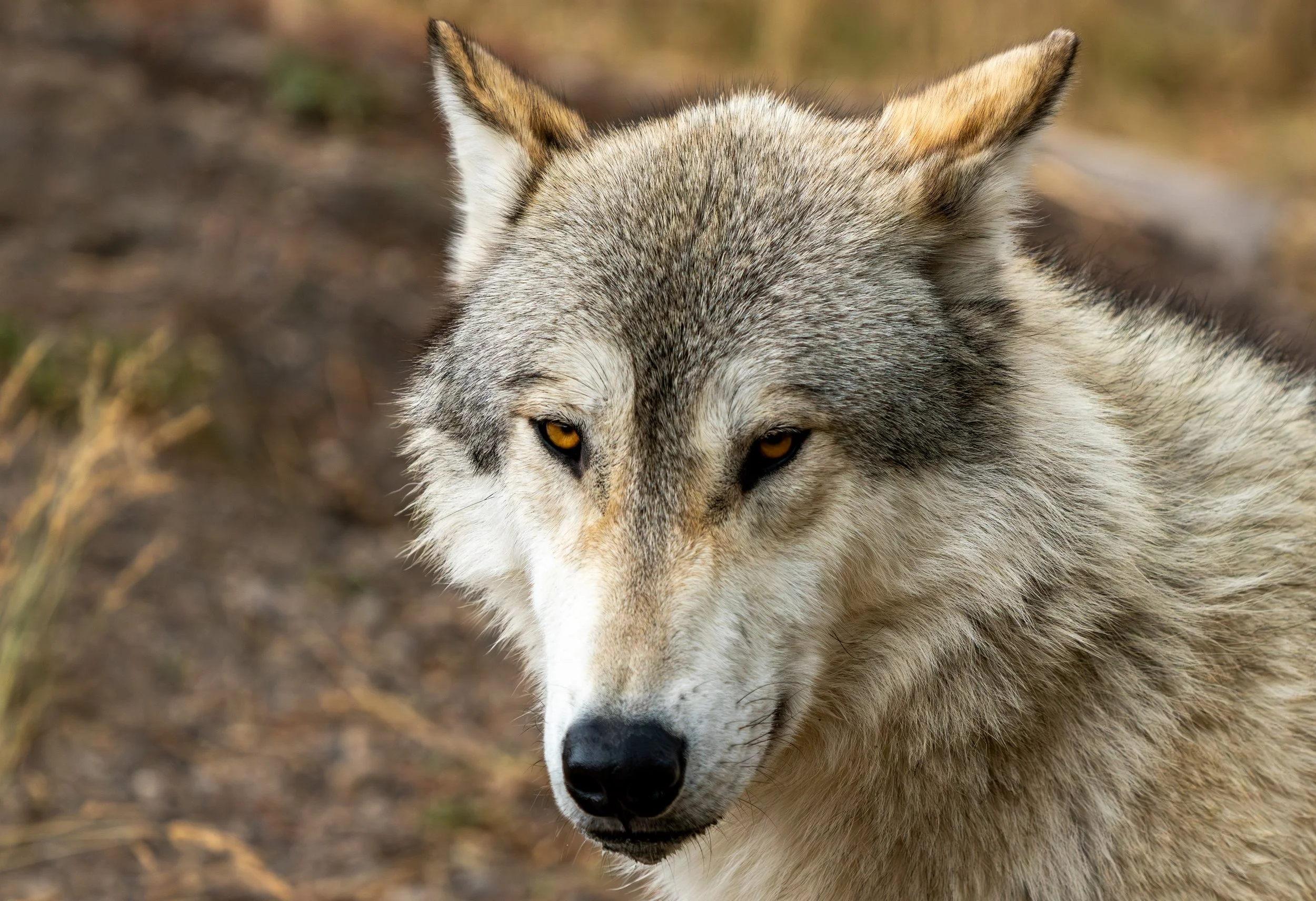 Grey Wolf
A study in focus and social complexity. Whether as a lone wanderer or a coordinated pack, the wolf remains the ultimate symbol of the untamed wilderness. 