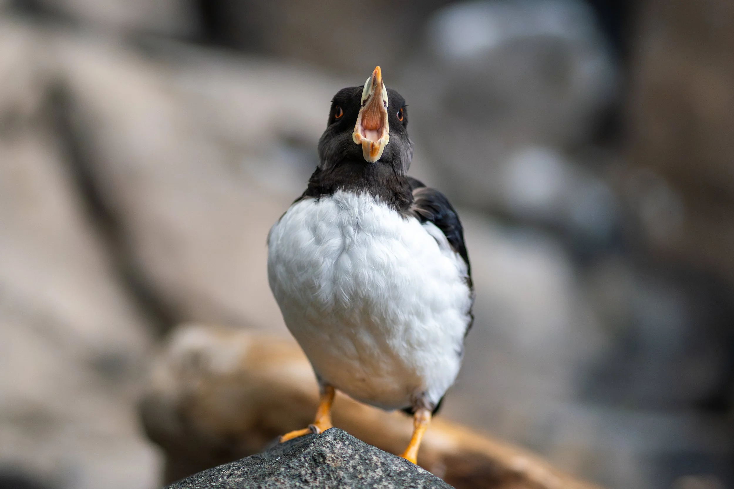 The Open Call
Captured mid-vocalization, this shot shows the vibrant yellow interior of the puffin’s mouth. While they are usually quiet at sea, their colonies on land are filled with low, growling calls that sound a bit like a muffled chainsaw.