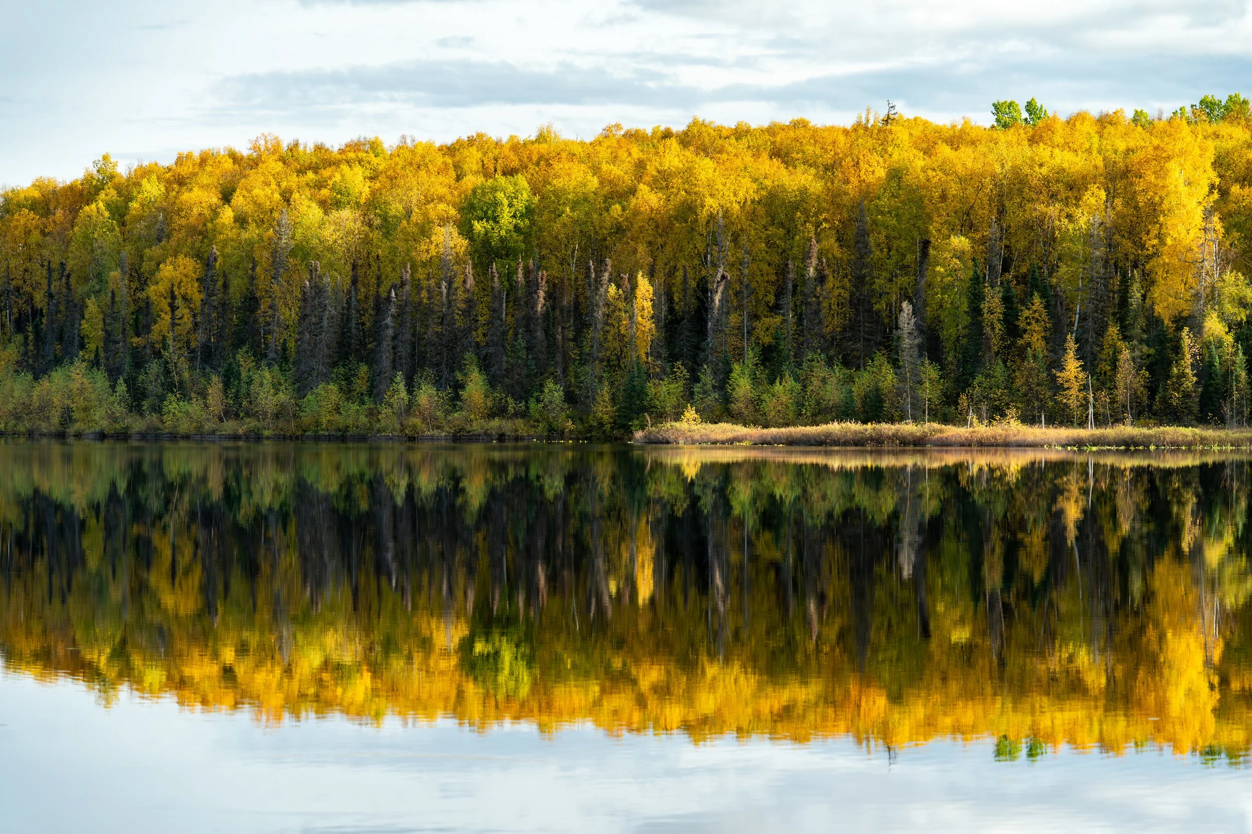 Autumn Reflection
aptured during the peak of autumn, this shot features a dense line of golden-leafed trees perfectly mirrored in the glass-like surface of a mountain lake. The symmetry between the vibrant forest and its reflection creates a sense of