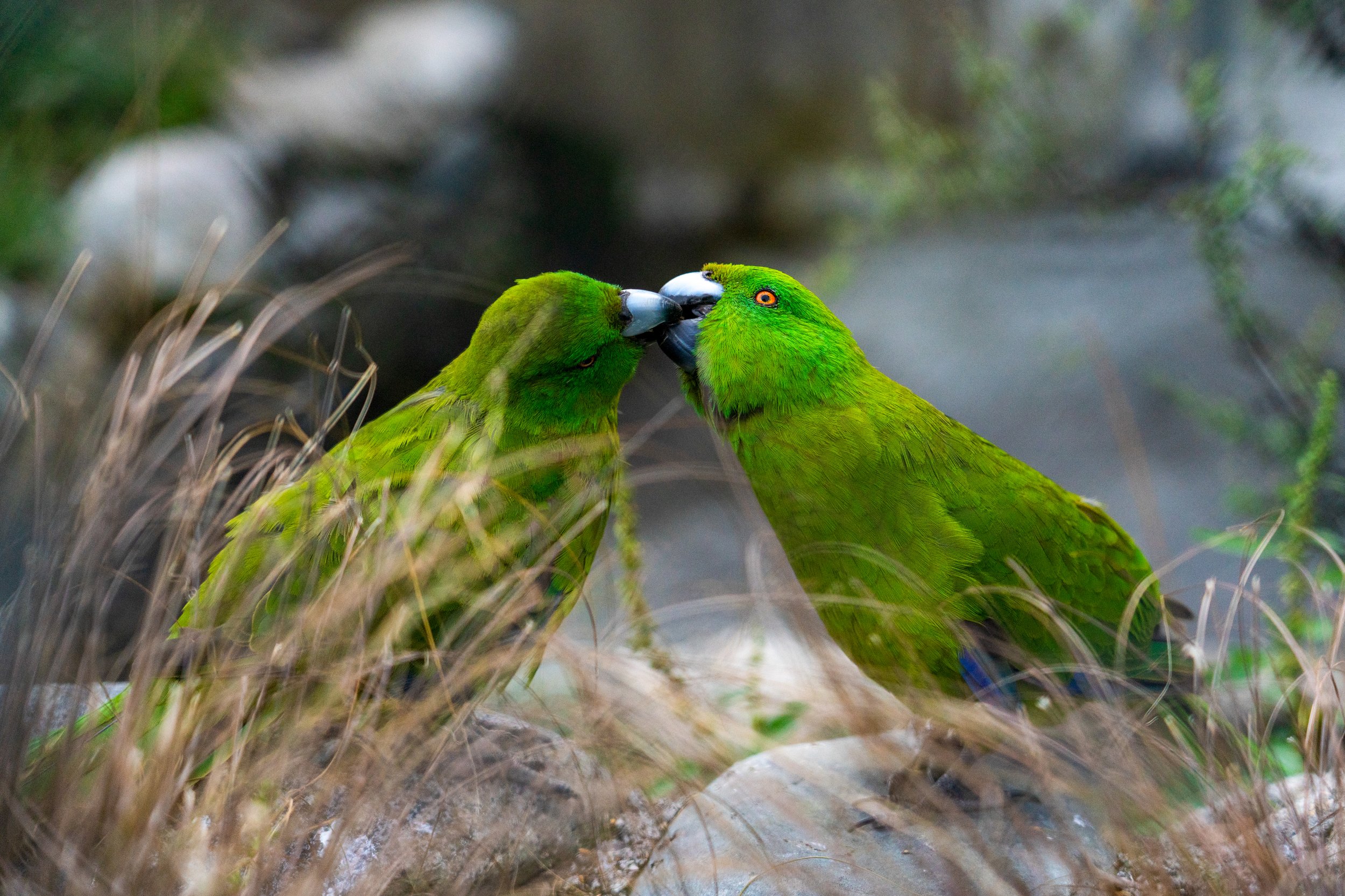 Golden Parakeet
They look like they are kissing but they are actually fighting over a nut. These funny, social birds are endangered due to habitat destruction and poaching for the pet trade. 