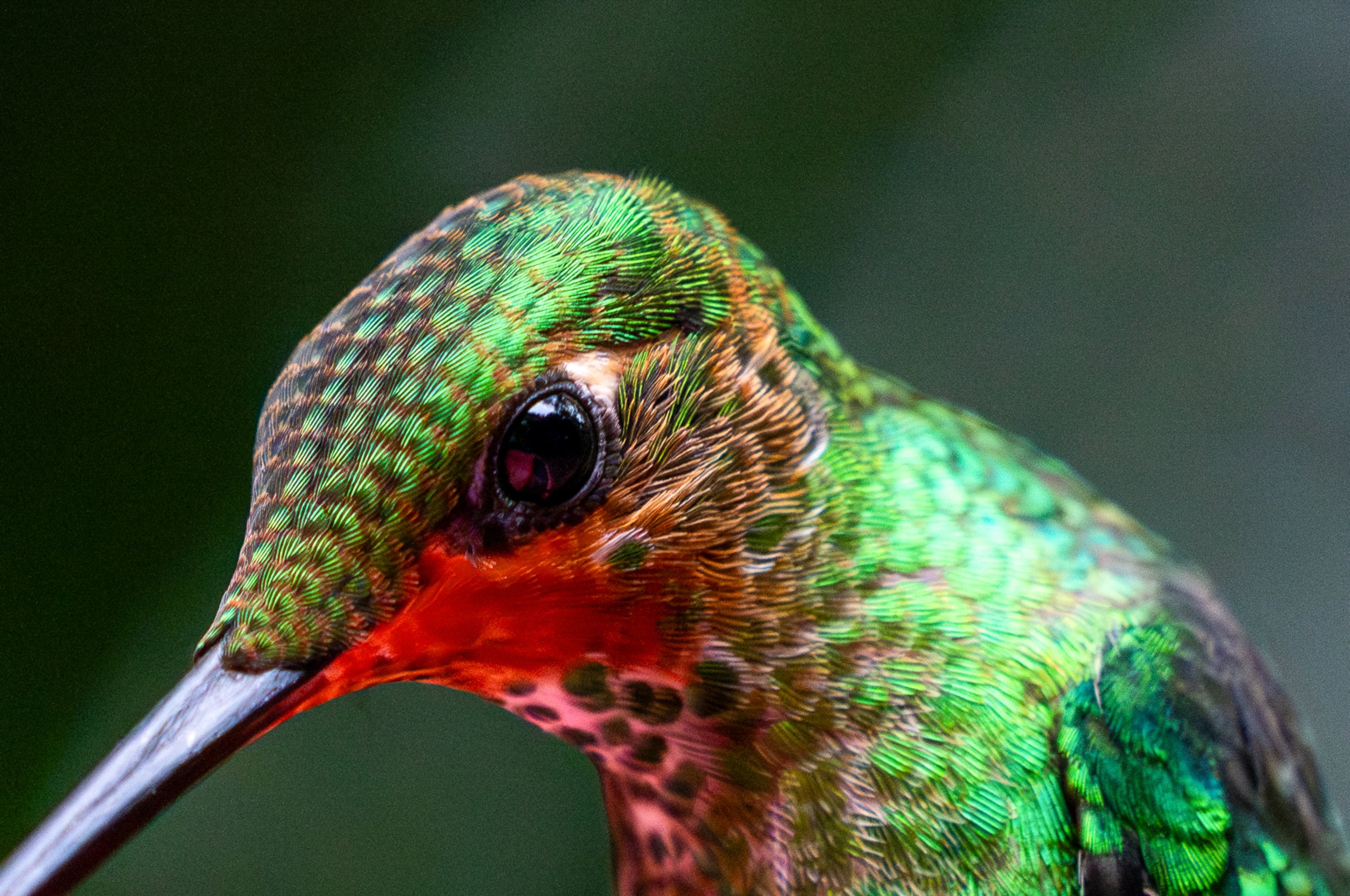Rufous Tailed Hummingbird
The most common hummingbird in Central America. They are highly adaptable, found everywhere from gardens to where I found this one, at the edge of the Costa Rican cloud forest.