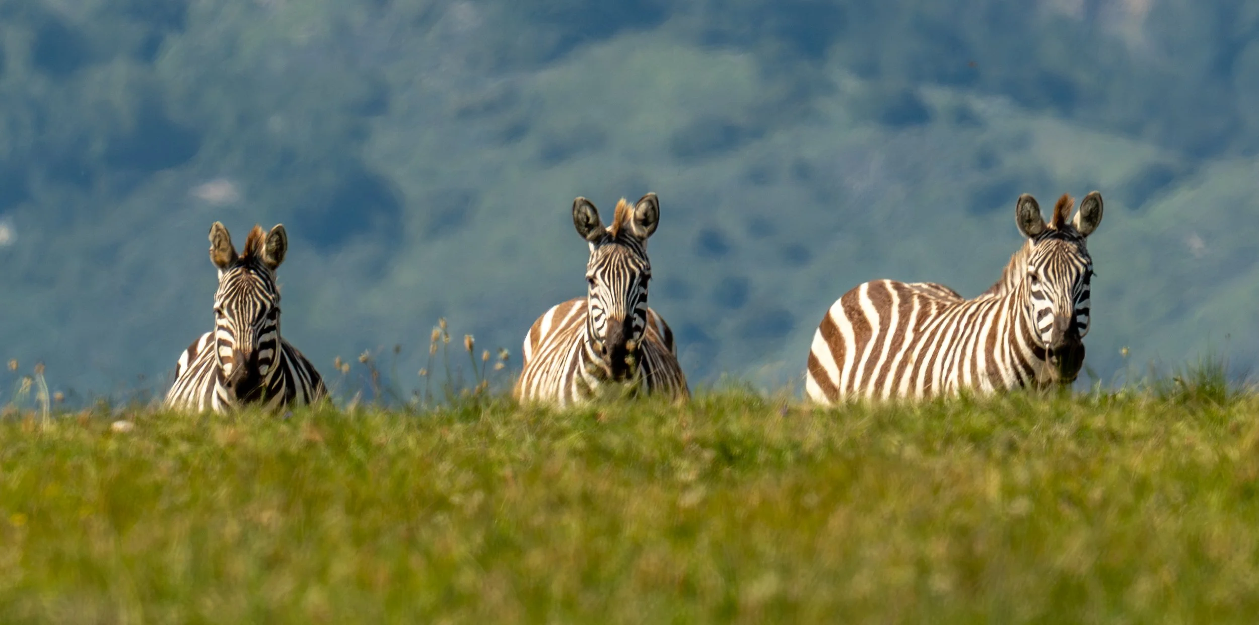 They are beautiful animals, grazing close to cattle. If you come to see them, give them their distance they are territorial animals and do not like people getting close. 
