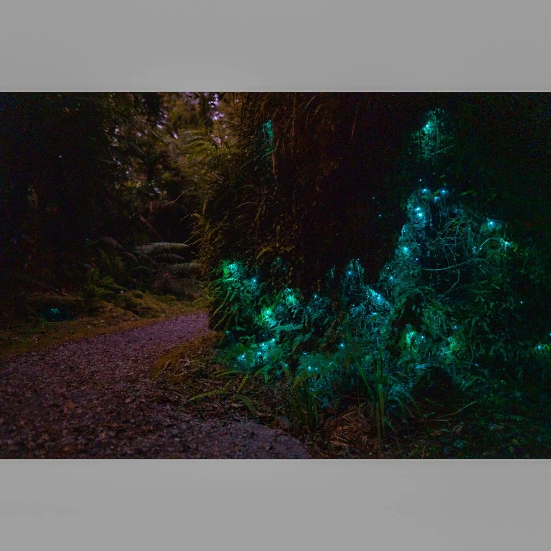 In this particular tree in New Zealand is an endemic gnat called Glowworms. 