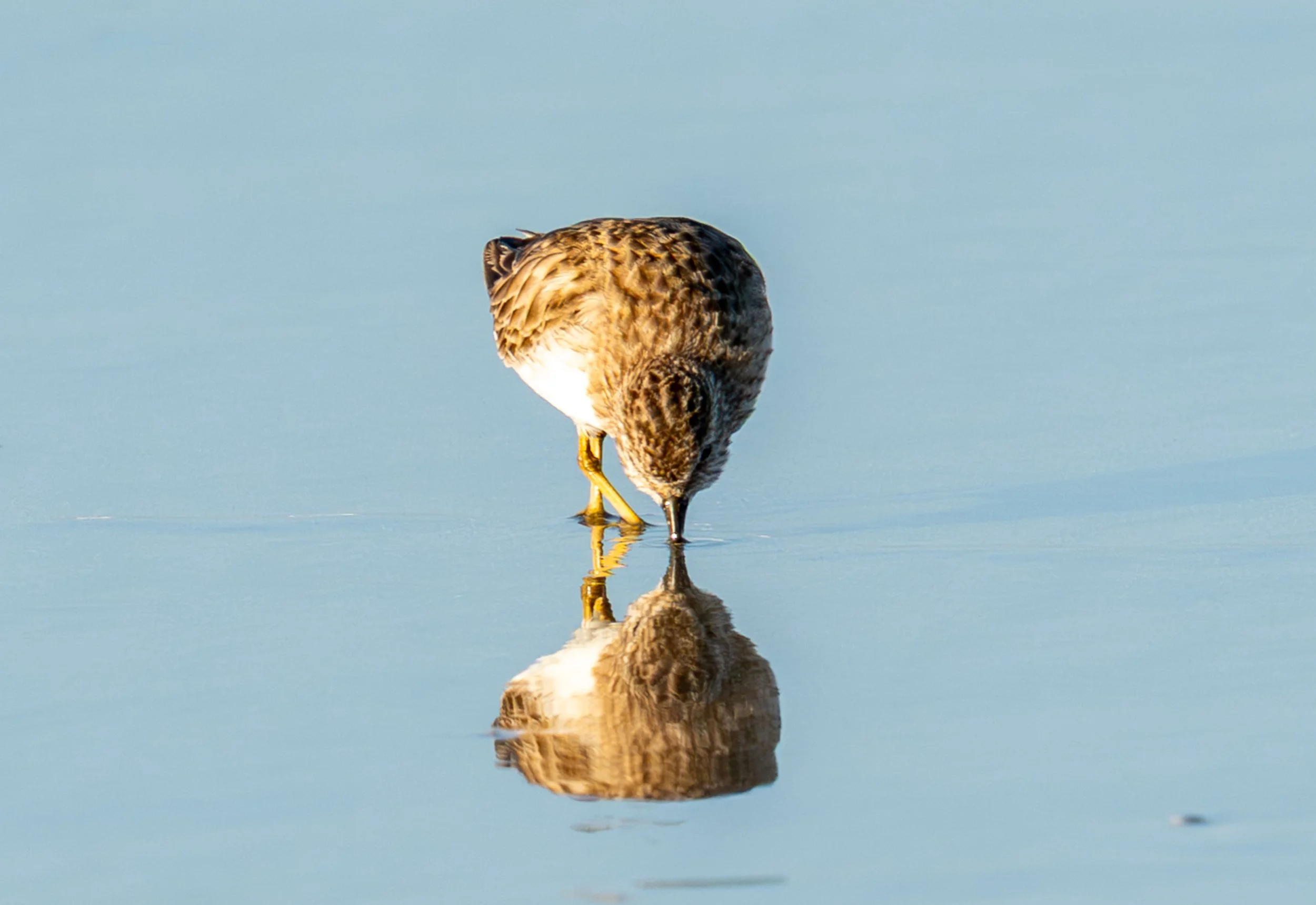A fragile balance. These tiny birds weigh less than two ounces, but they are a threatened and protected species that relies on us sharing the shore. Seeing them thrive at the base of Morro Rock is a testament to the local conservation efforts keeping