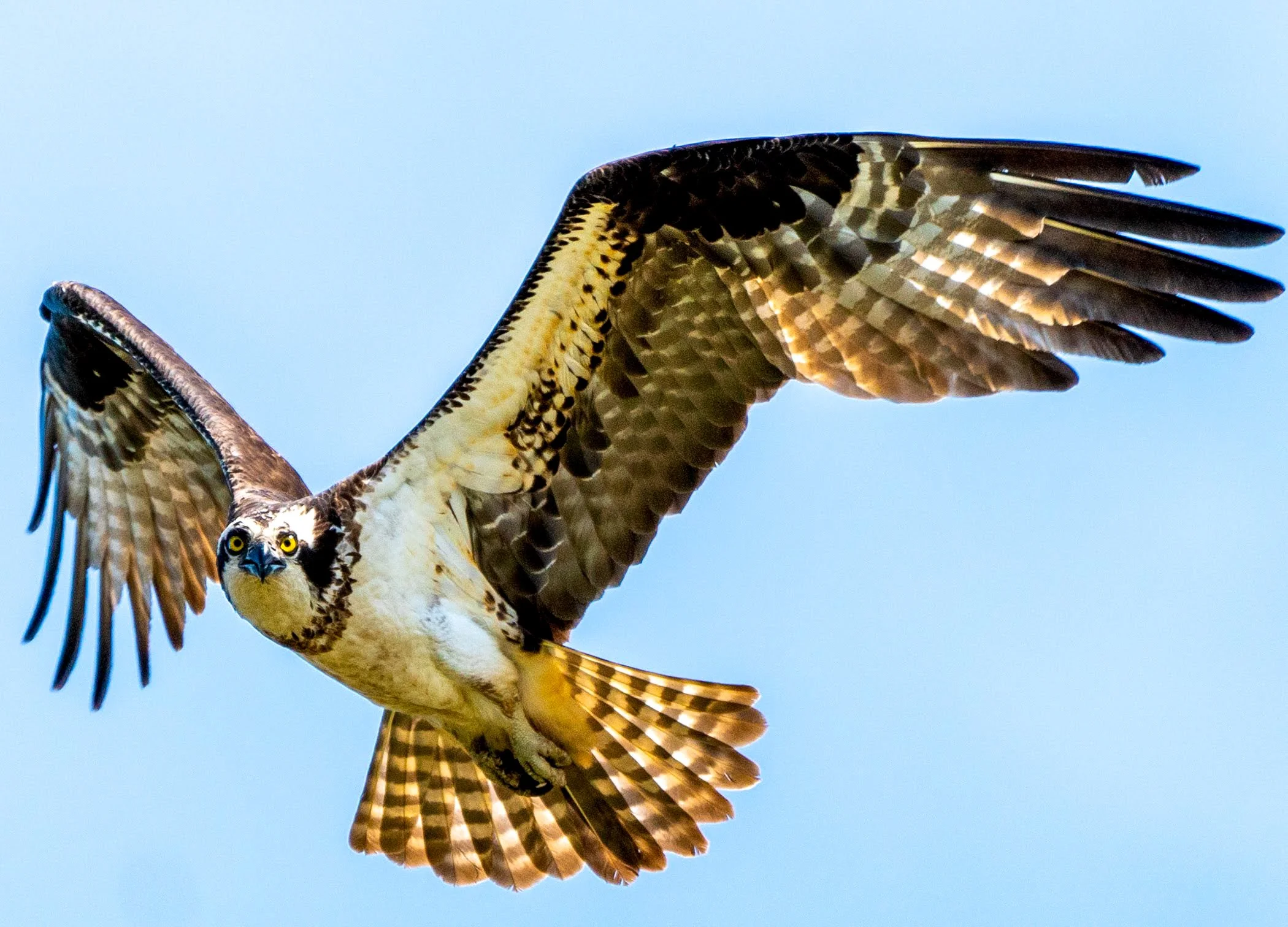 Osprey In Flight