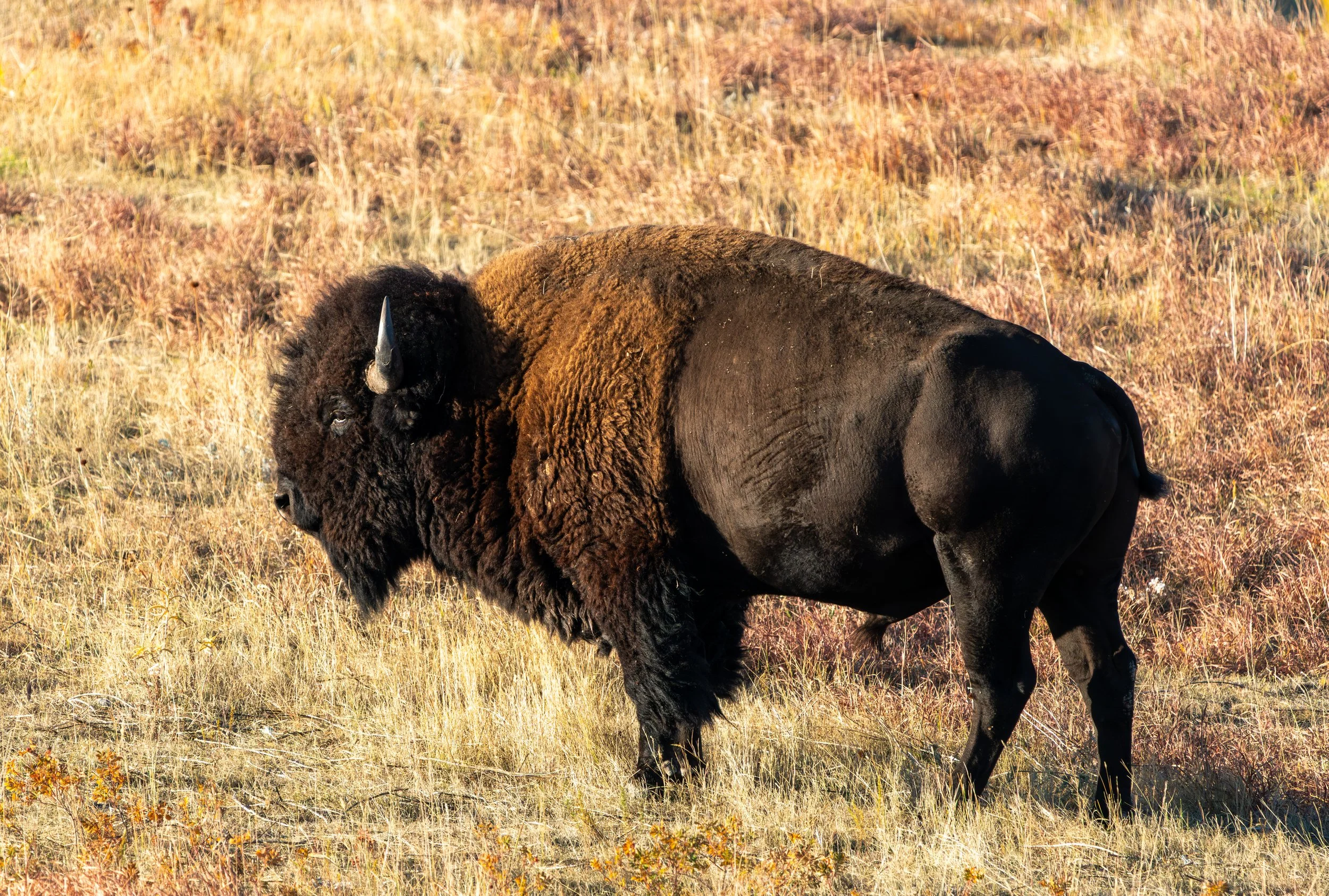 Architect of the Grasslands
As a keystone species, the bison's presence is written into the very soil of the Great Plains. Their grazing habits promote plant diversity, while their wallowing creates seasonal pools that provide homes for amphibians. F