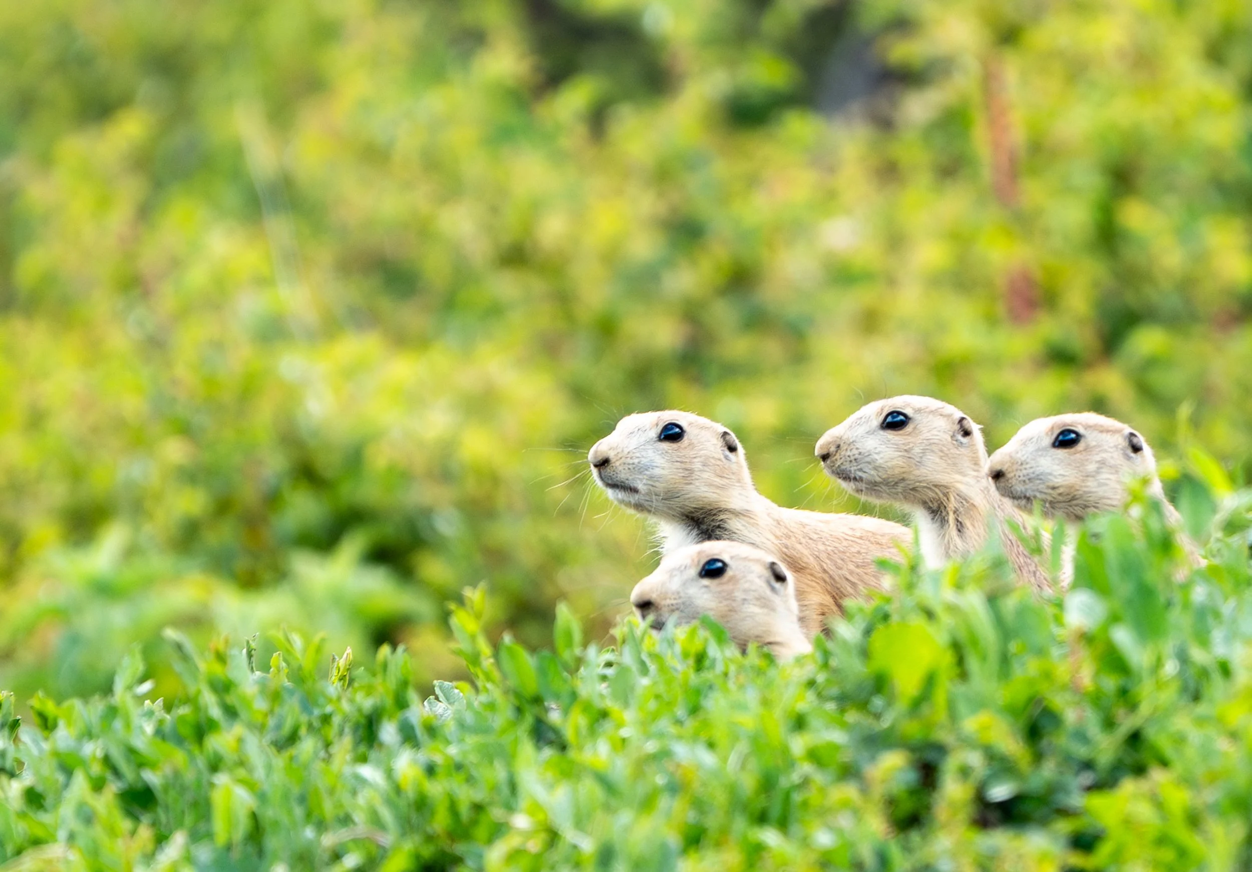 Life in the "Ward"
Prairie dog colonies are divided into tight-knit family groups called "coteries." This group showcases the social bonding that defines the species. From grooming one another to sharing burrows, these social interactions are the glu