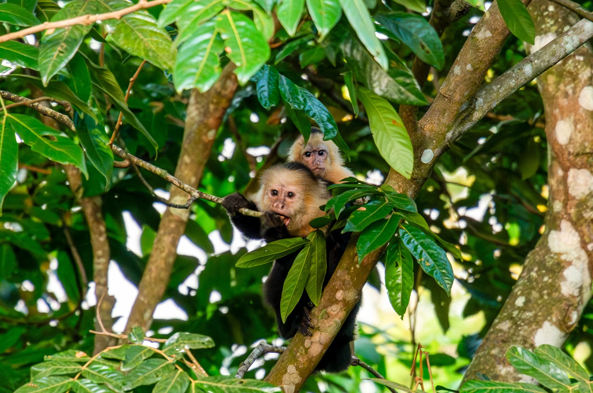 Canopy Commute
Their prehensile tail acts as a fifth limb, strong enough to hold their weight while they forage with both hands, though they cannot hang by it for very long. 