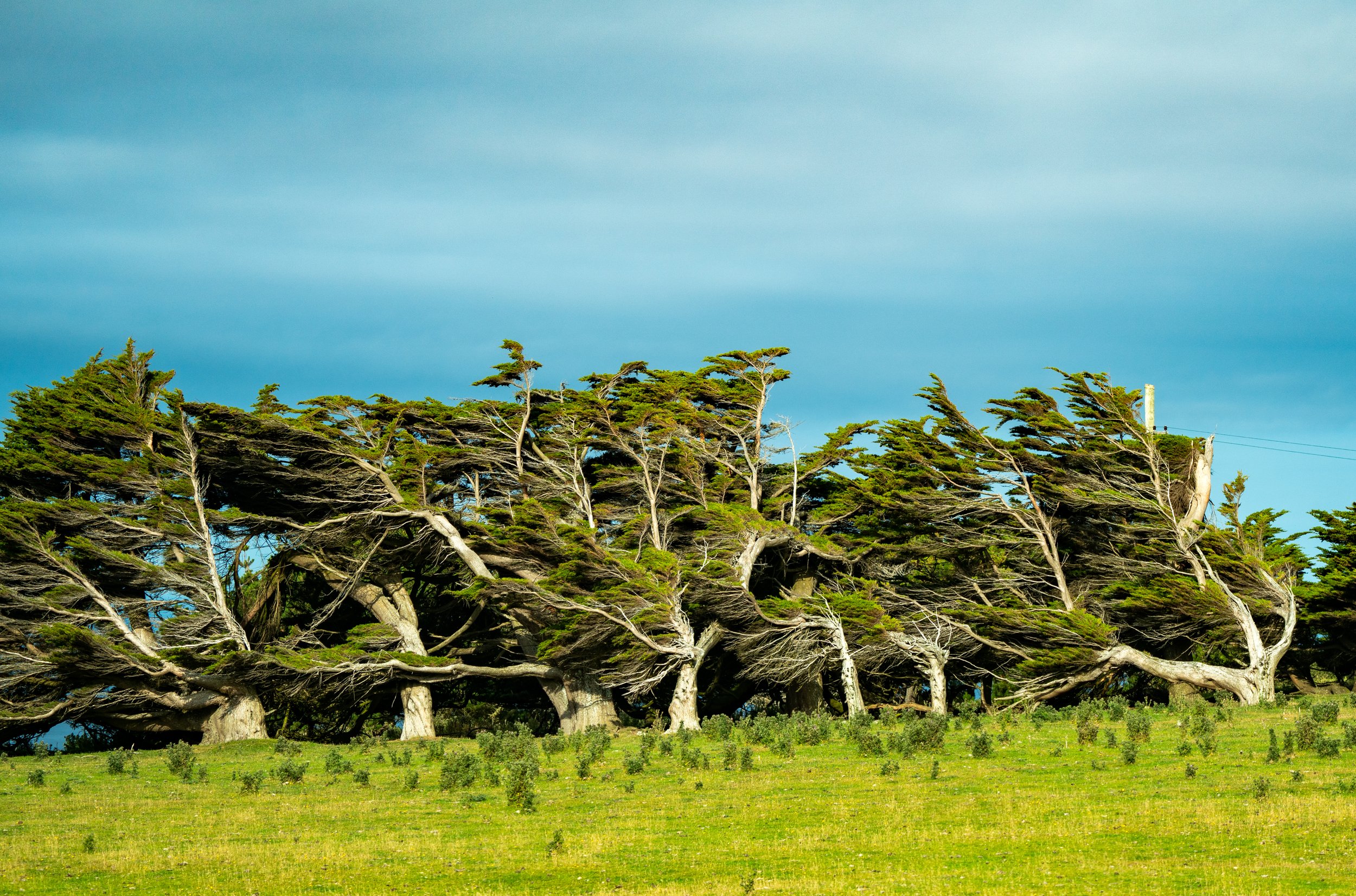 Wind Swept
Captured at the southernmost point of the South Island, these trees have been permanently bent at radical angles by the relentless Antarctic winds. This shot emphasizes the sheer power of the elements, showing how the canopy has grown hori