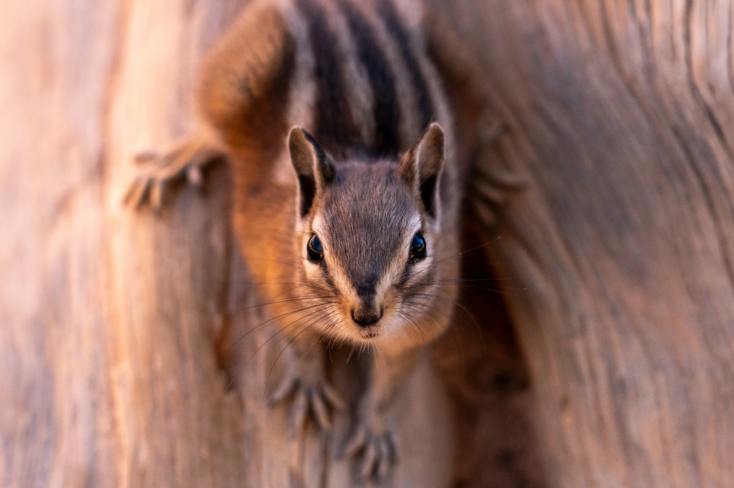 Uinta Chipmunk aka Hidden Forrest Chipmunk
A quick-moving resident of the high-altitude plateaus of Utah. This little forager is a staple of the Bryce Canyon ecosystem, always on the lookout for its next meal.