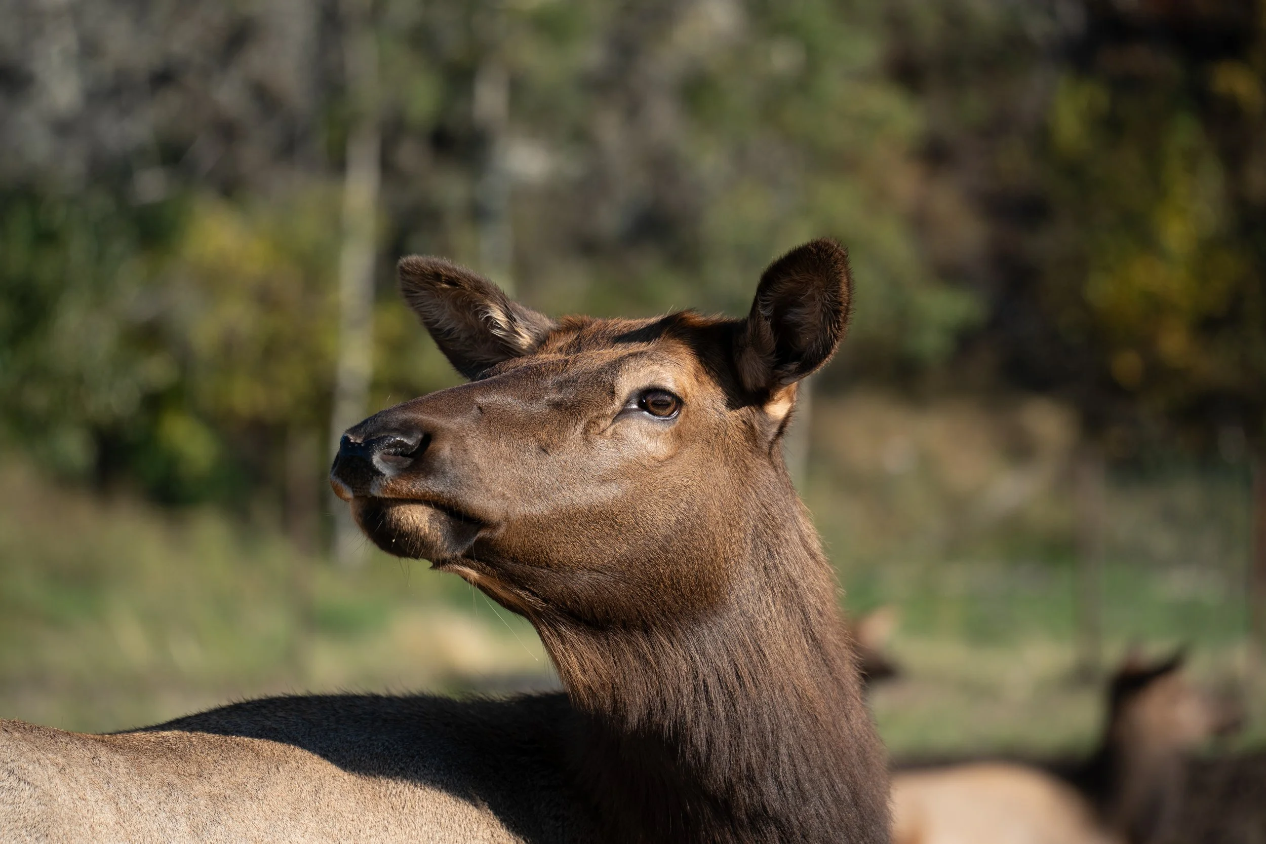 Grazing the High Country
One of the largest species within the deer family, Elk are vital to the ecosystem. Their grazing patterns help maintain the health of mountain meadows, while they serve as a primary food source for the region's top predators,