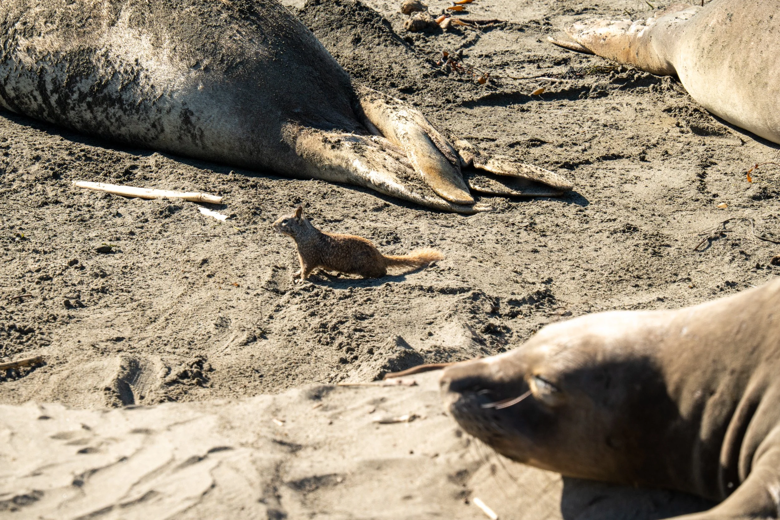 A bold California Ground Squirrel scurries around Elephant Seals in Piedras Blancas.