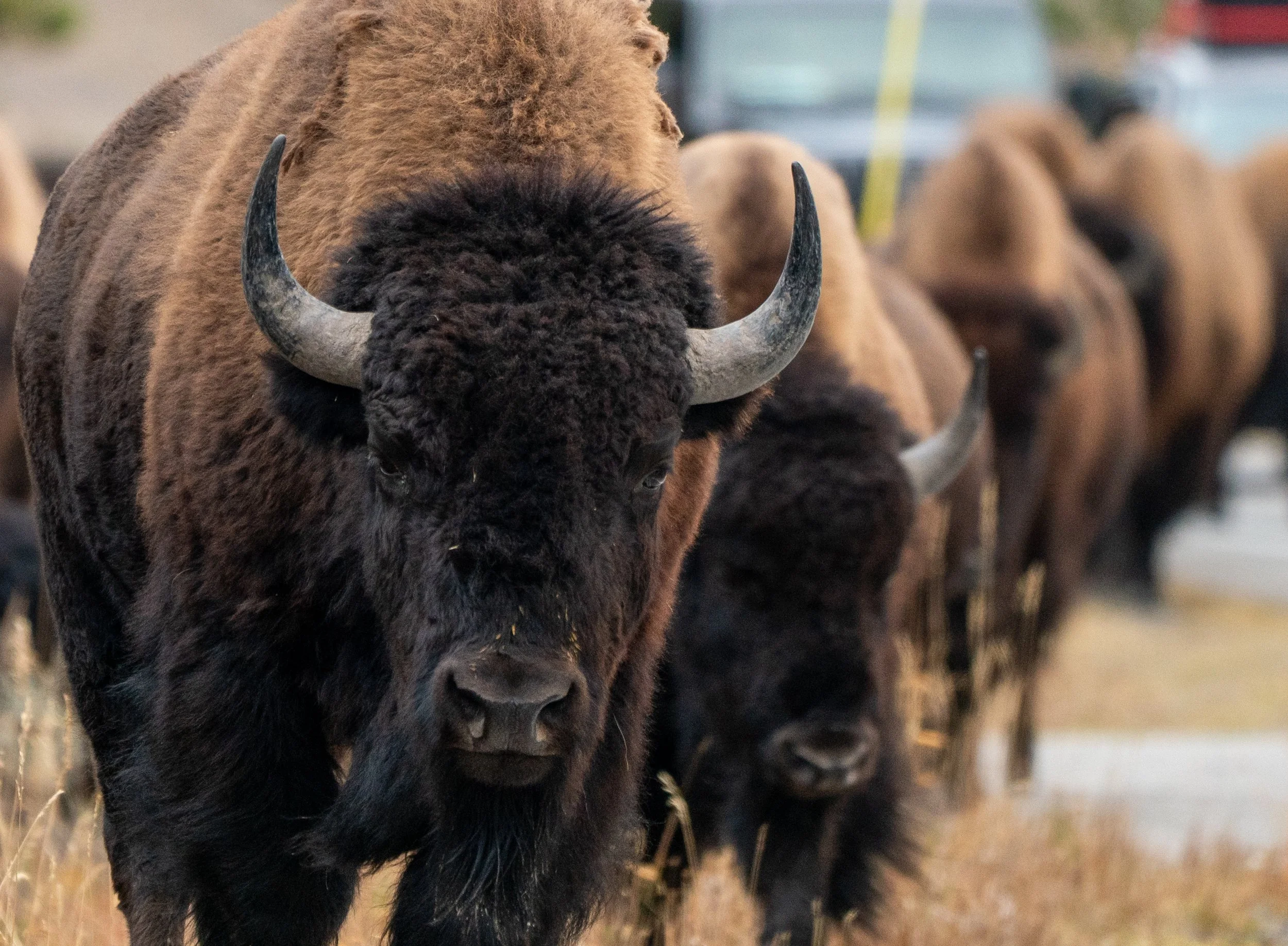 The Great Divide Commute
In places like Yellowstone, the road often becomes the path of least resistance for a migrating herd. This "Bison Jam" is a quintessential encounter with the West’s largest mammal. Whether they are moving to lower elevations 