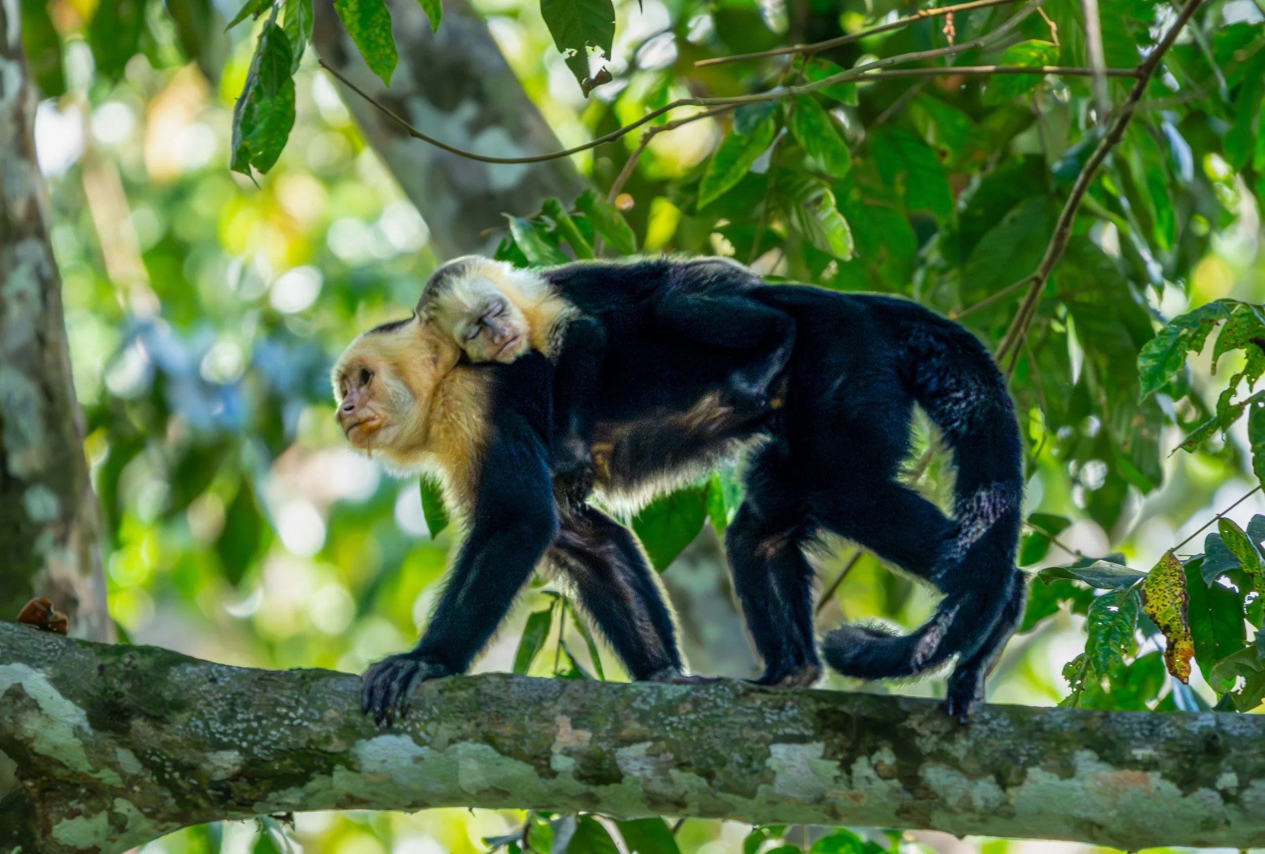 A Quick Nap
Female Capuchins are philopatric and stay with the group they are born into; males leave around age 4 to find a place in a new group