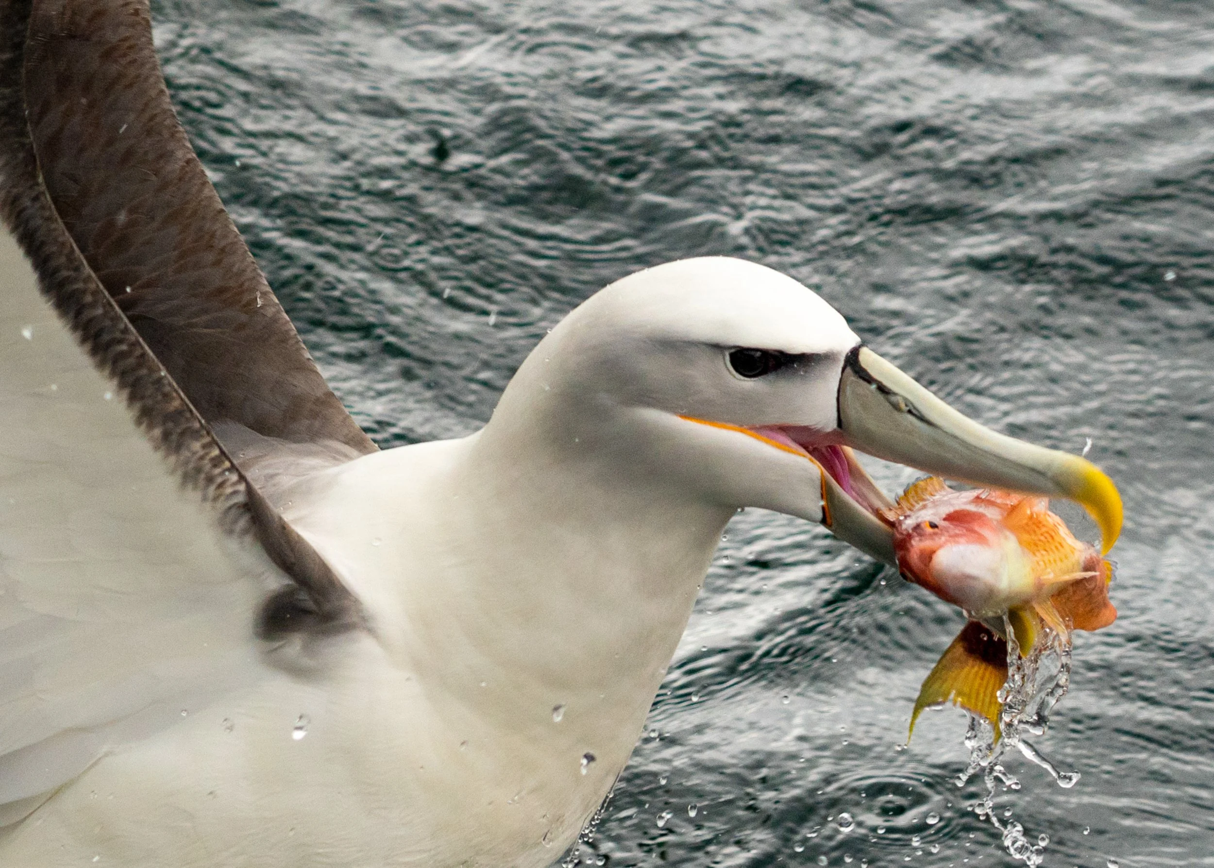 Black-browed Albatross
Named for the distinctive dark plumage above their eyes, the Black-browed Albatross is a common yet striking resident of the southern oceans. They are highly social when feeding but return to remote, windswept cliffs in places 