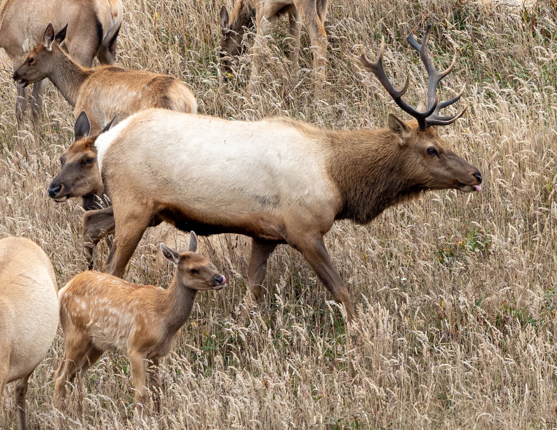 The Elk gang hanging out in Point Reyes National Seashore.