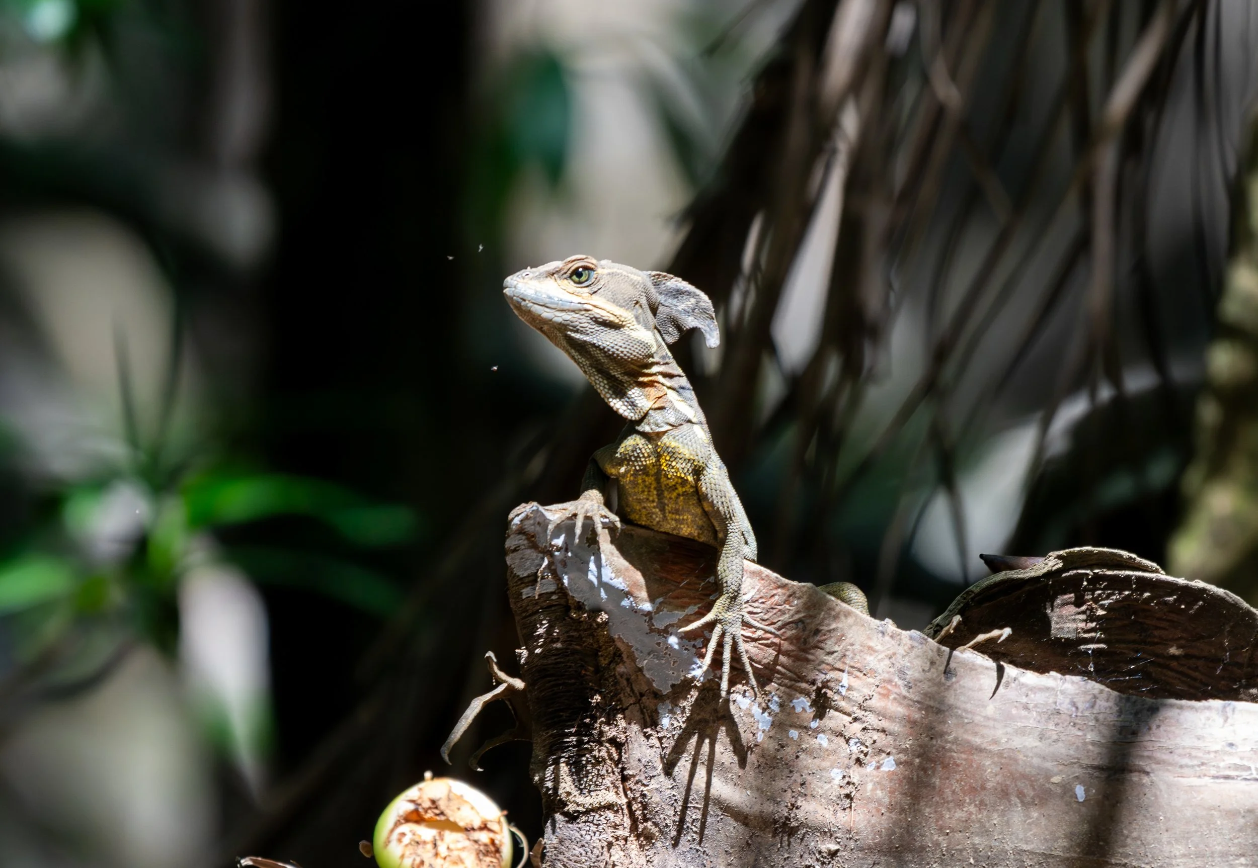 The Water Walker
This Common Basilisk is famously known as the "Jesus Lizard" for its incredible ability to run across the surface of water to escape predators. Using specialized fringes on its toes, it creates tiny pockets of air that allow it to sp