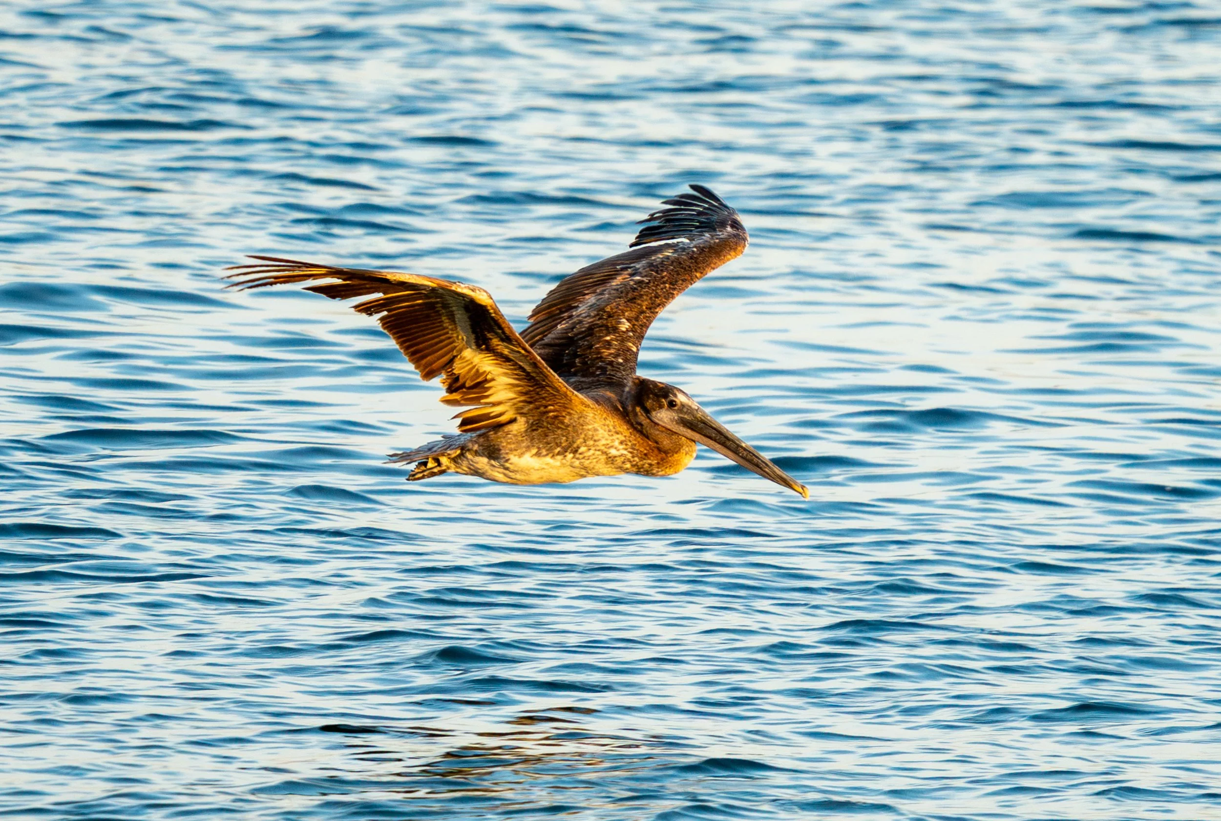A Brown Pelican in the glow of the setting sun. They are common now, but only a few decades ago they were on the endangered species list. A true success story for this species. 