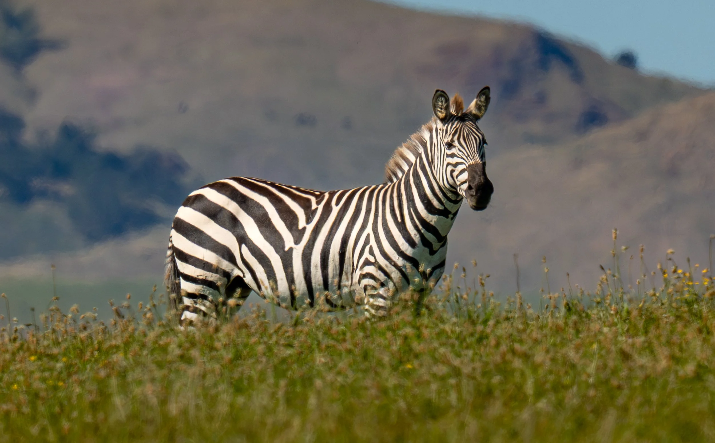 Wild Zebras in California! On the Central Coast of California near Hearst Castle there are feral zebras grazing near route 1. One of the strangest sights of my life. 