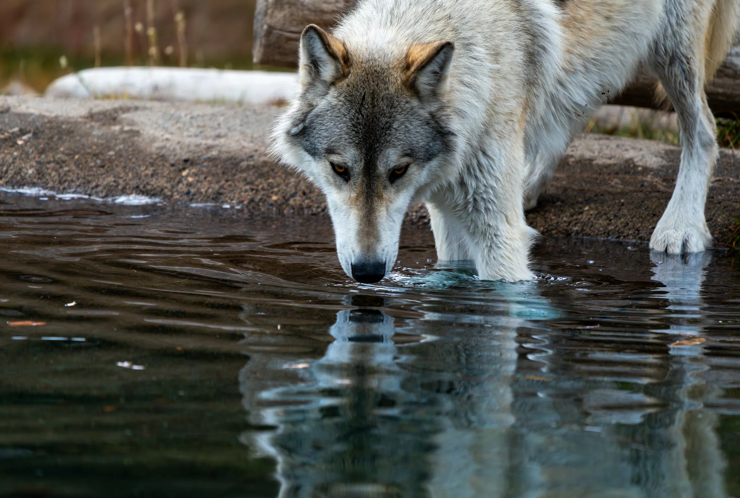 A Thirty Wanderer
A Grey Wolf pauses for a drink in the crisp waters of the Lamar Valley. While they are often seen as tireless hunters covering up to 30 miles a day, these quiet, solitary moments are vital for survival. This shot captures the intens