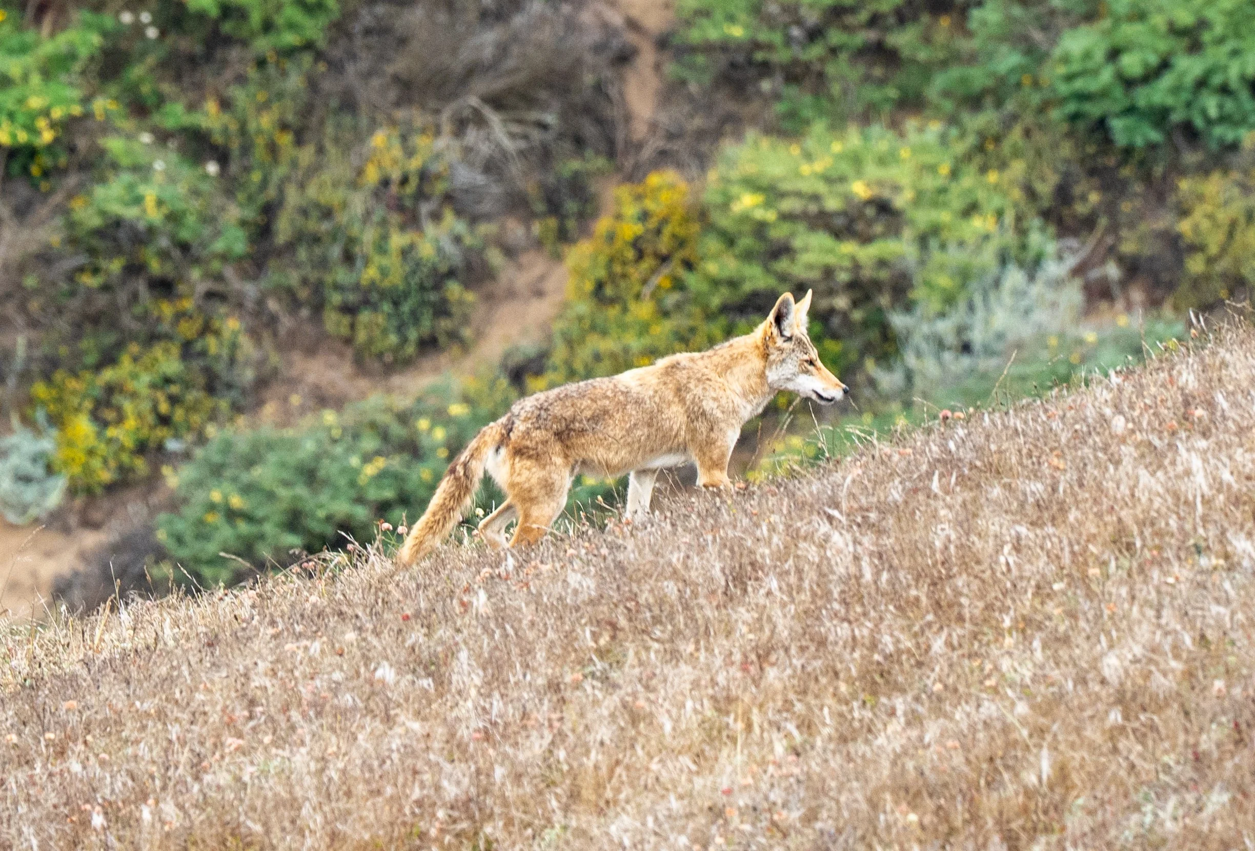 A Coyote in the distance.