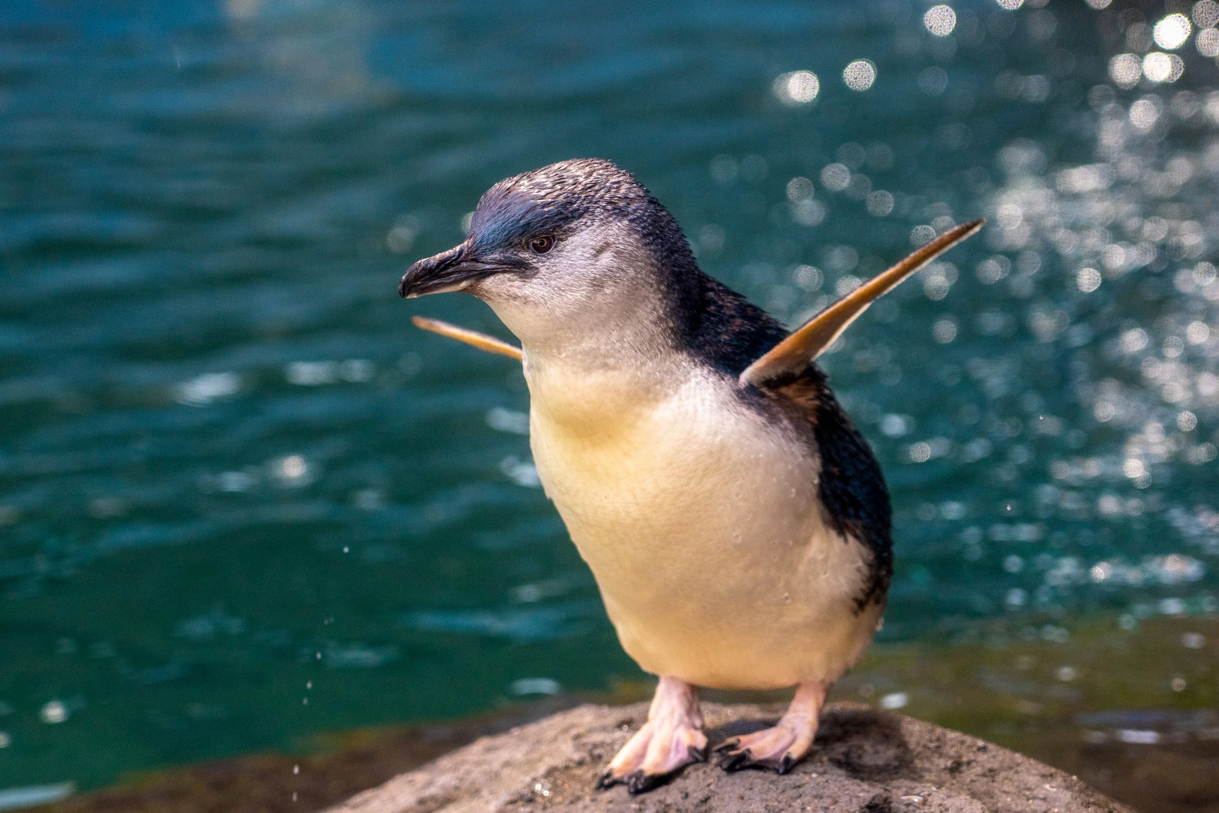 Blue Penguin
The smallest species of penguin in the world, the Blue Penguin stands just over 9 inches tall. This portrait captures the subtle, slate-blue sheen of its feathers—a natural camouflage known as countershading, which protects them from pre