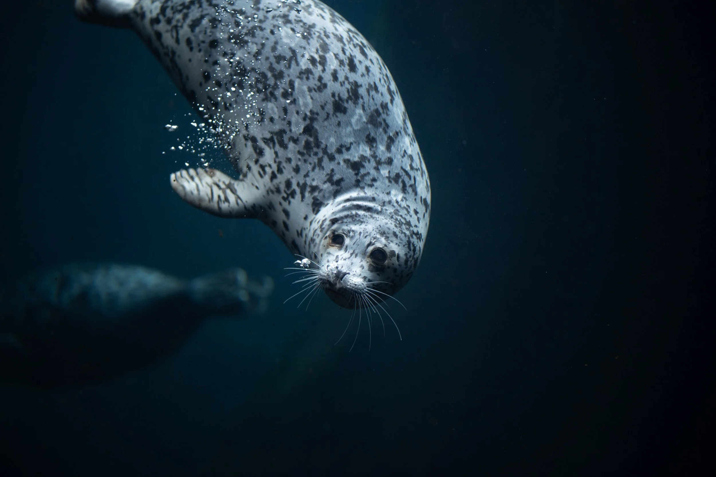 Into the Abyss
Surrounded by a trail of rising bubbles, this Harbor Seal navigates the sun-dappled depths. Harbor seals rely on their highly sensitive whiskers—called vibrissae—to detect the tiny vibrations of swimming prey in near-total darkness. Th