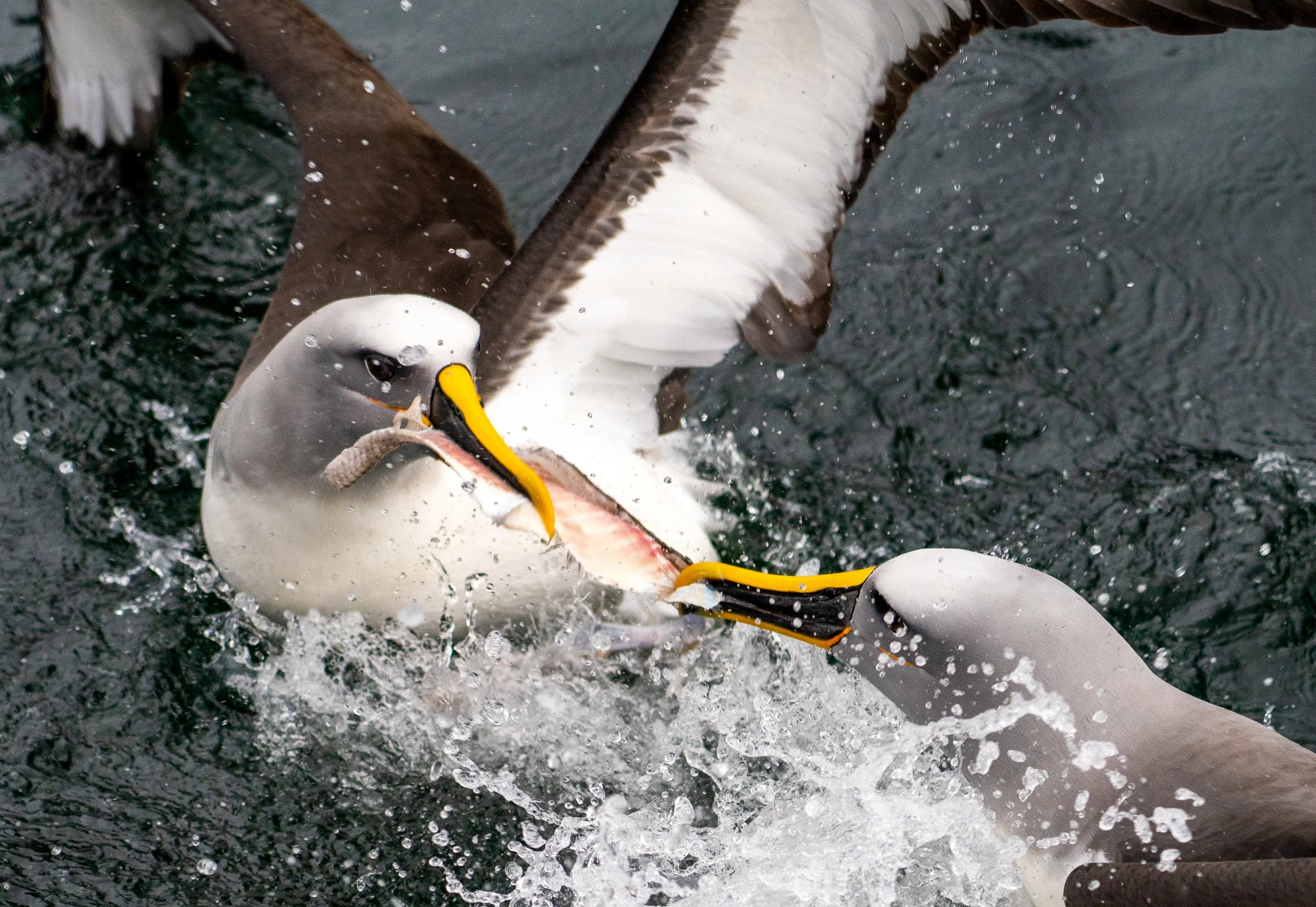 Black-browed Albatross
Named for the distinctive dark plumage above their eyes, the Black-browed Albatross is a common yet striking resident of the southern oceans. They are highly social when feeding but return to remote, windswept cliffs in places 