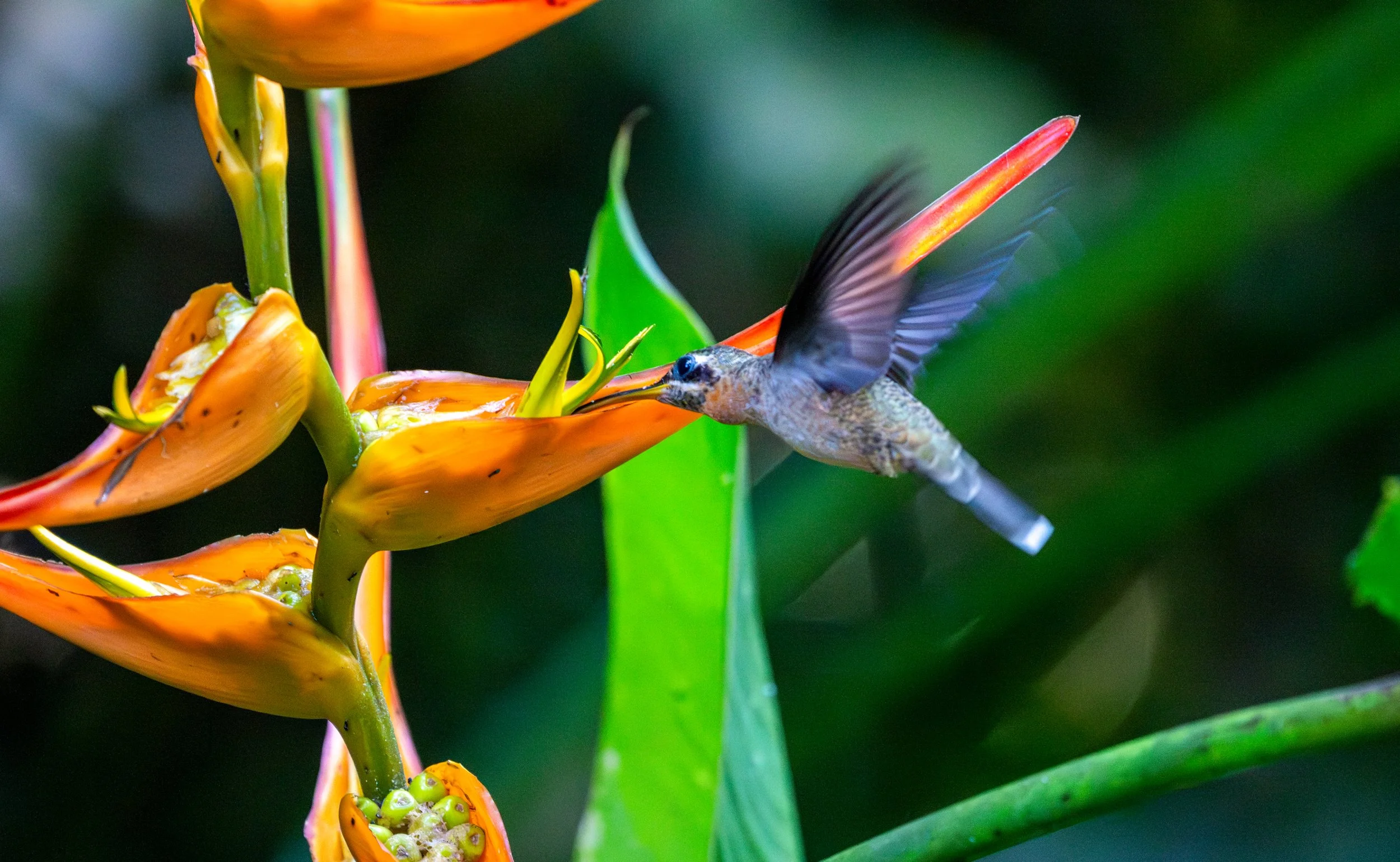 Copper-Headed Emerald  
A rare find, this hummingbird is endemic to the cool, misty cloud forests of Costa Rica. Its namesake coppery crown is a stunning contrast against the deep green foliage.