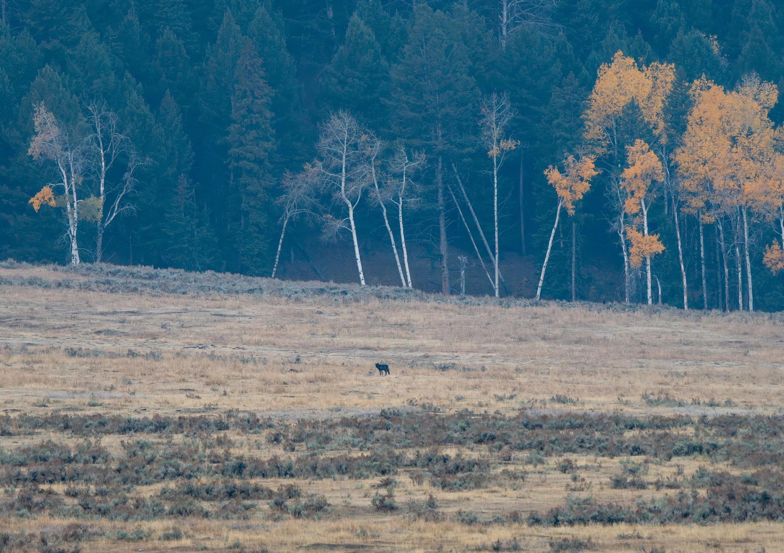 A Lone Wolf
Outside of humans, gray wolves have the largest natural range of any living land mammal, covering much of North America, Europe, and Asia.