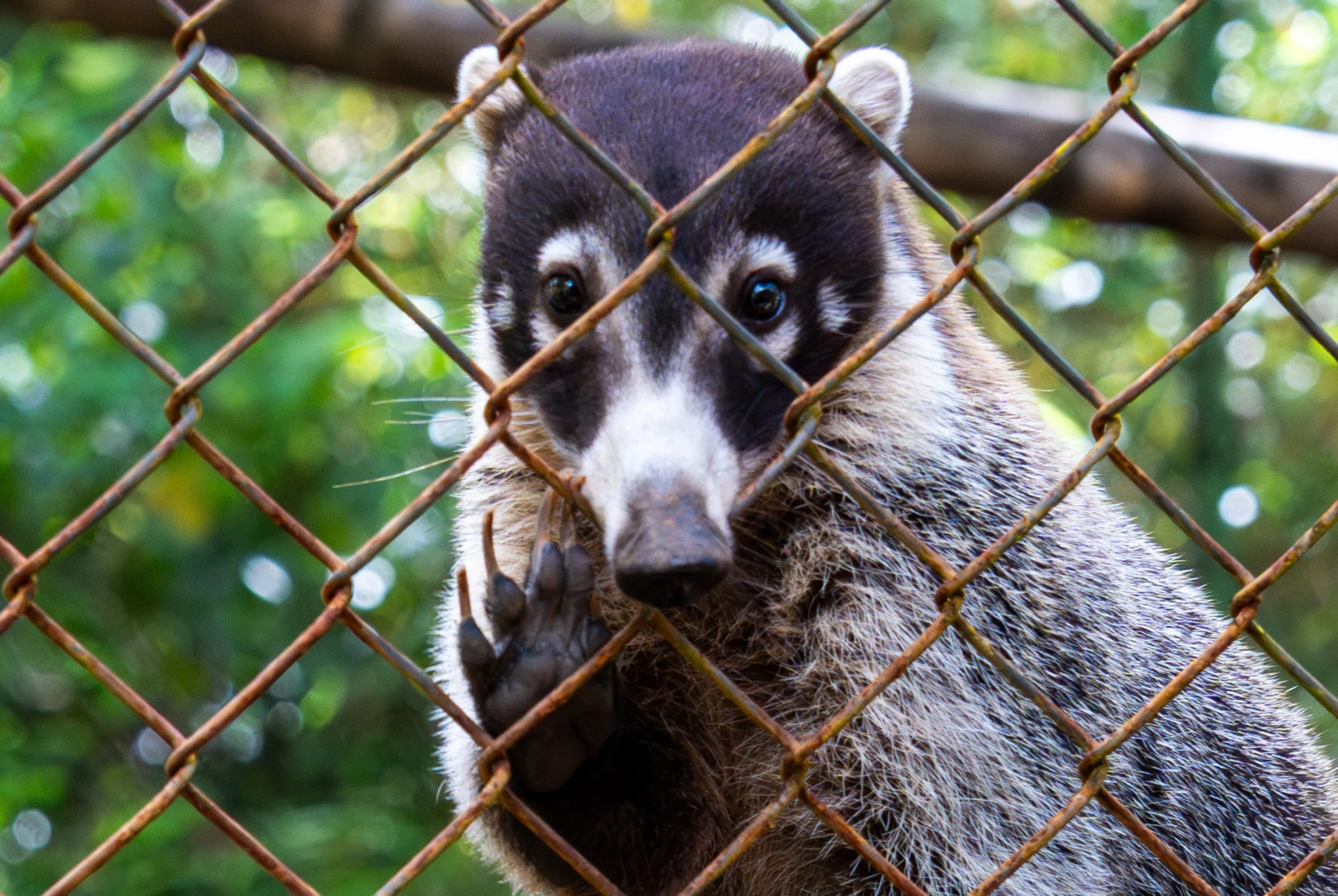 White-Nosed Coati
Often mistaken for a cross between a raccoon and a lemur, the Coati is a highly social and intelligent carnivore native to Central and South America. They are famous for their incredibly flexible snouts, which can rotate 60 degrees 